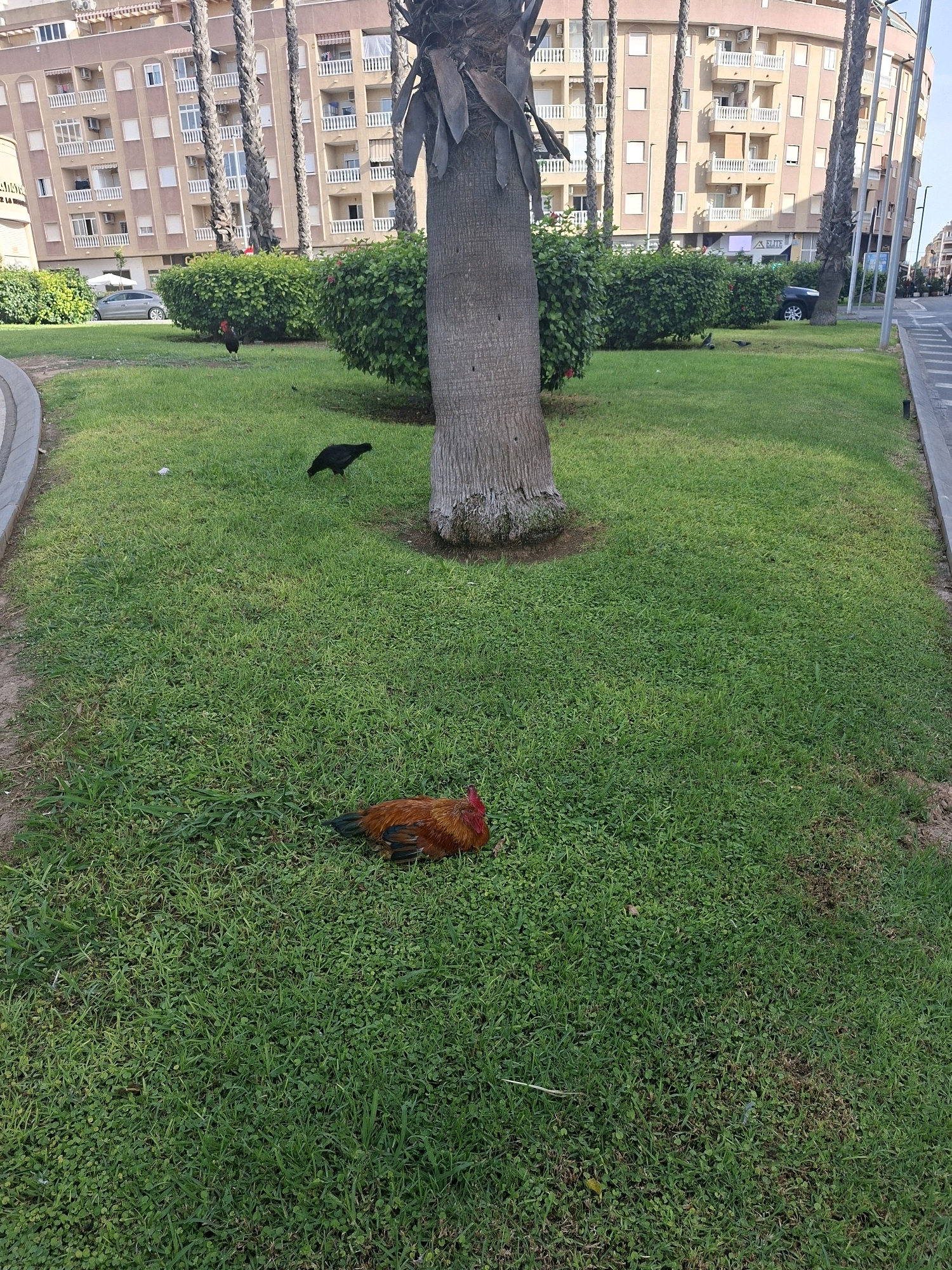 The image depicts a grassy area with several chickens in the city of Torrevieja, Spain. A large palm tree trunk is prominent in the foreground, with its fronds obscuring part of the background. In the middle ground, two black chickens are visible, one standing and pecking at the grass, the other further away. In the foreground, a reddish-brown rooster is lying down on the grass. Behind the chickens, a manicured hedge runs horizontally across the image, and beyond that, a light-colored building with multiple balconies and windows is visible. The building appears to be residential or hotel. The scene is lit by daylight.