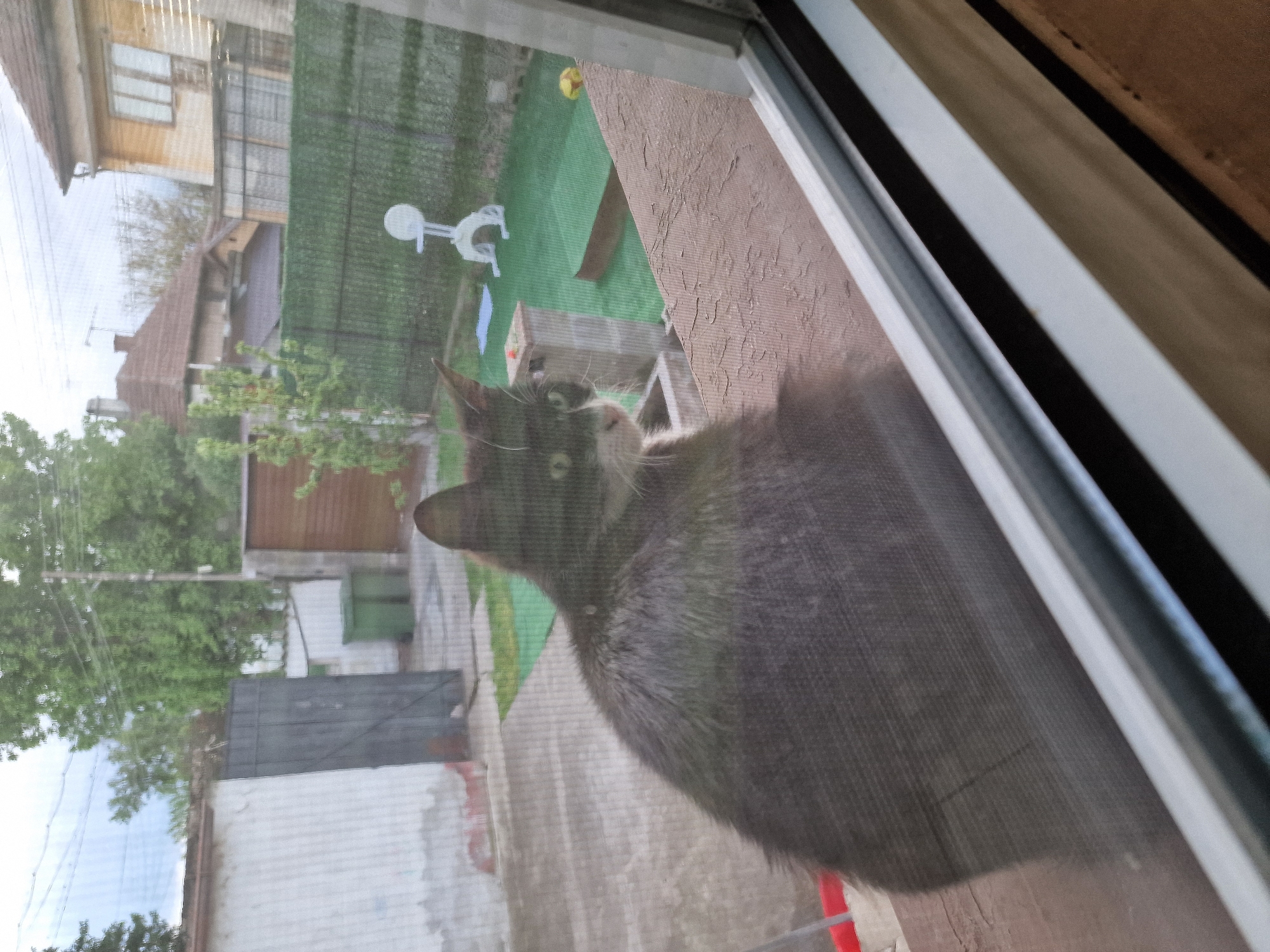 A gray cat is sitting on a windowsill, looking out through a screen. Outside the window is a view of a residential area. Buildings, trees, and a fenced yard are visible. The location is likely within the city of Byala Slatina, Bulgaria. A white object with a round top and two curved arms is in the yard.