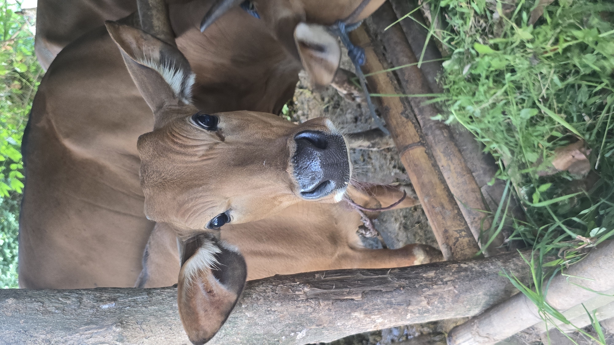 The image captures a close-up, tilted view of two light brown cows within a rustic enclosure in Seririt, Indonesia. The primary subject is a young cow, positioned centrally, looking directly at the camera with dark, expressive eyes and a wet, dark snout. Its fur is a uniform light brown, and the inside of its ears has lighter, almost white, tufts of hair.
Partially visible behind and to the left of the main cow is another similar-looking cow, also brown, with a blue rope or tether around its head. The foreground features thick, rough wooden or bamboo fence posts, suggesting a sturdy, hand-built pen. More bamboo-like structures are visible in the mid-ground on the right, separating the cows from a patch of lush green grass and weeds. In the background on the left, vibrant green foliage of trees or bushes indicates an outdoor, natural setting. The ground within the enclosure appears to be dirt or mud. The lighting suggests it is daytime, with natural illumination, and there are no strong shadows or weather phenomena visible. No visible text is present in the image.