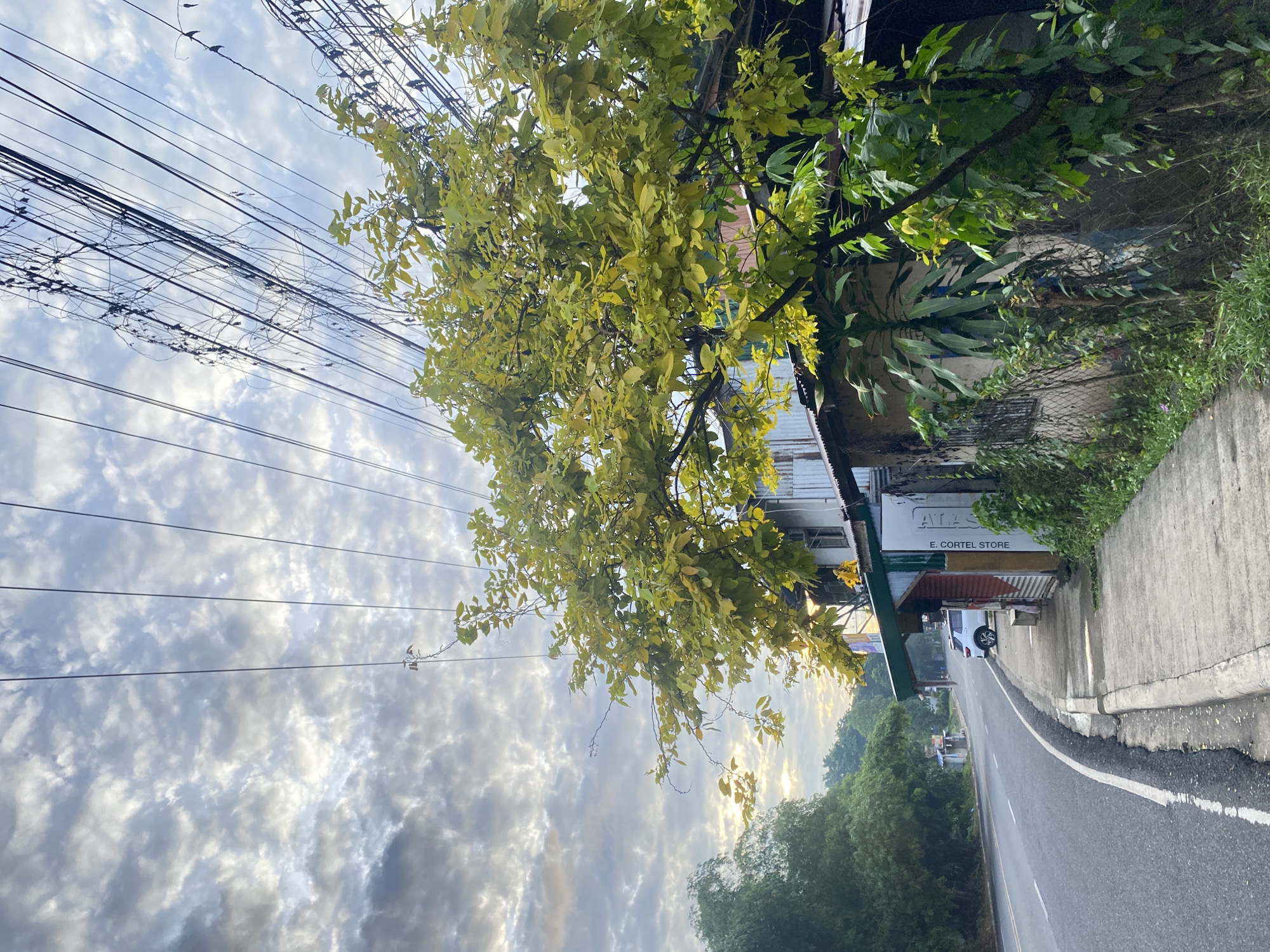 The image depicts a roadside scene at dawn in Davao City, Philippines. A paved road curves to the left, bordered by a concrete sidewalk. Adjacent to the sidewalk is a weathered building with a corrugated metal roof and a green awning over a small storefront. A tree with bright yellow-green leaves extends over the sidewalk and building. Overhead, a dense network of electrical wires crisscrosses the sky, silhouetted against a cloudy sky that is beginning to lighten with the rising sun. Lush green foliage grows along the side of the building and further down the road. A white car is parked on the shoulder of the road in front of the building. The overall impression is one of a developing urban or suburban area waking up to a new day.