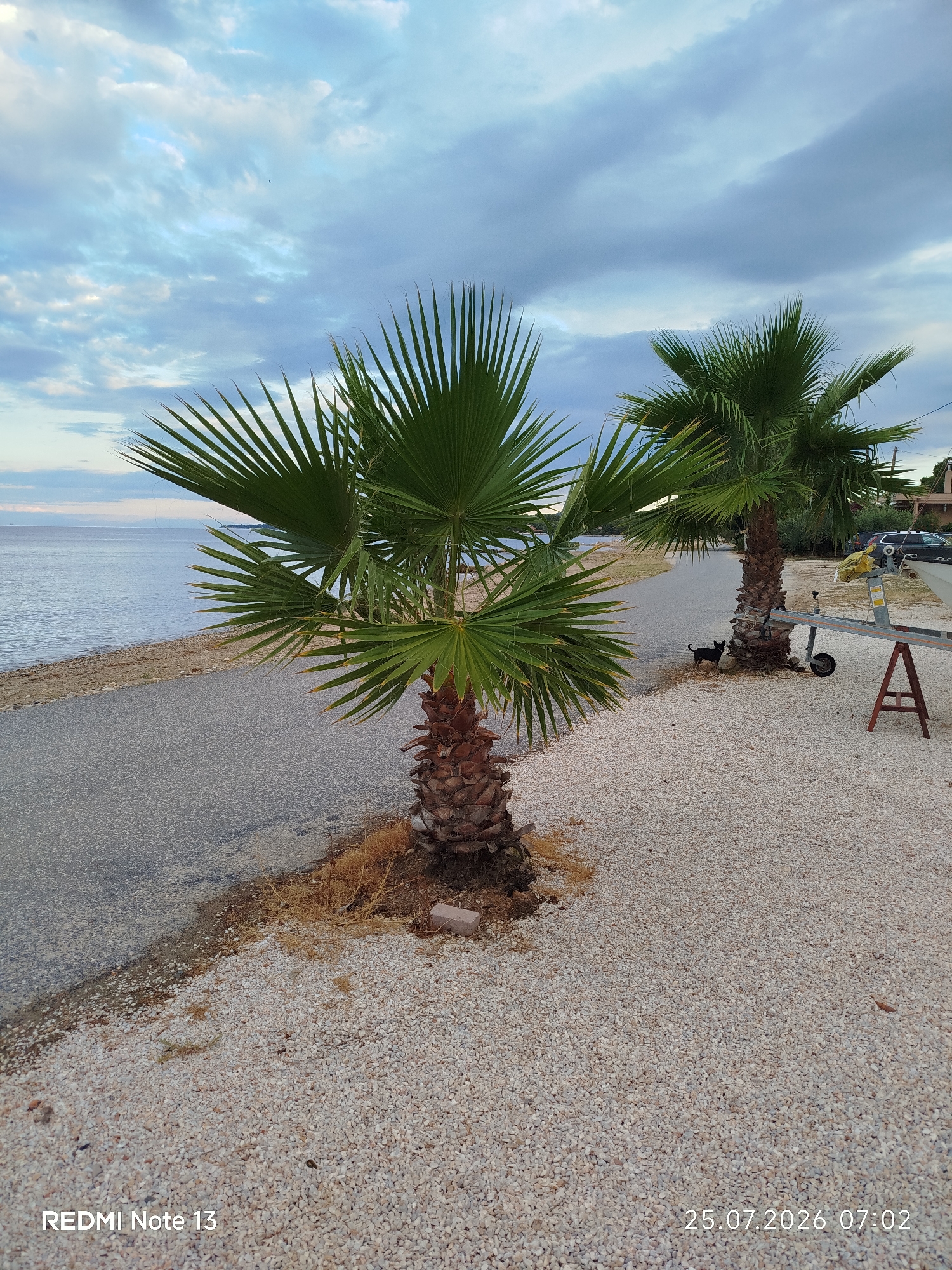 An eye-level, wide shot captures a waterfront scene in Sithonia, Greece, under a cloudy sky. Two palm trees stand prominently in the foreground, one larger and closer to the viewer on the left, with the other further back on the right. The ground is covered in light-colored gravel. To the left of the palm trees, a paved road runs parallel to the water. The calm sea stretches out to the horizon, with land visible in the distance. To the right of the palm trees, a small black dog stands near the base of the larger palm. Further back, a trailer with wheels and a red A-frame support are visible. Several parked cars and some trees are also present in the background. The image is dated 25.07.2026 at 07:02, with "REDMI Note 13" in the lower left corner.