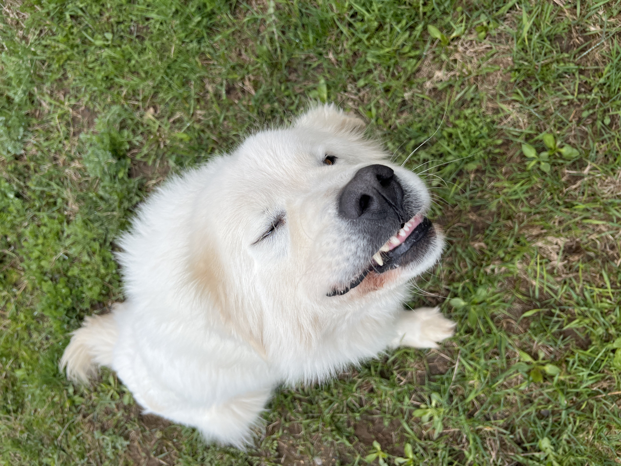 A close-up, high-angle shot captures a white dog, possibly a Great Pyrenees, lying on green grass with patches of dirt. The dog's head is tilted upward, and it is partially winking its left eye. Its black nose is prominently featured, and its teeth are slightly visible. The background is blurred, focusing the viewer's attention on the dog. The location is unspecified but not determined as Chaikovsky, Russia.