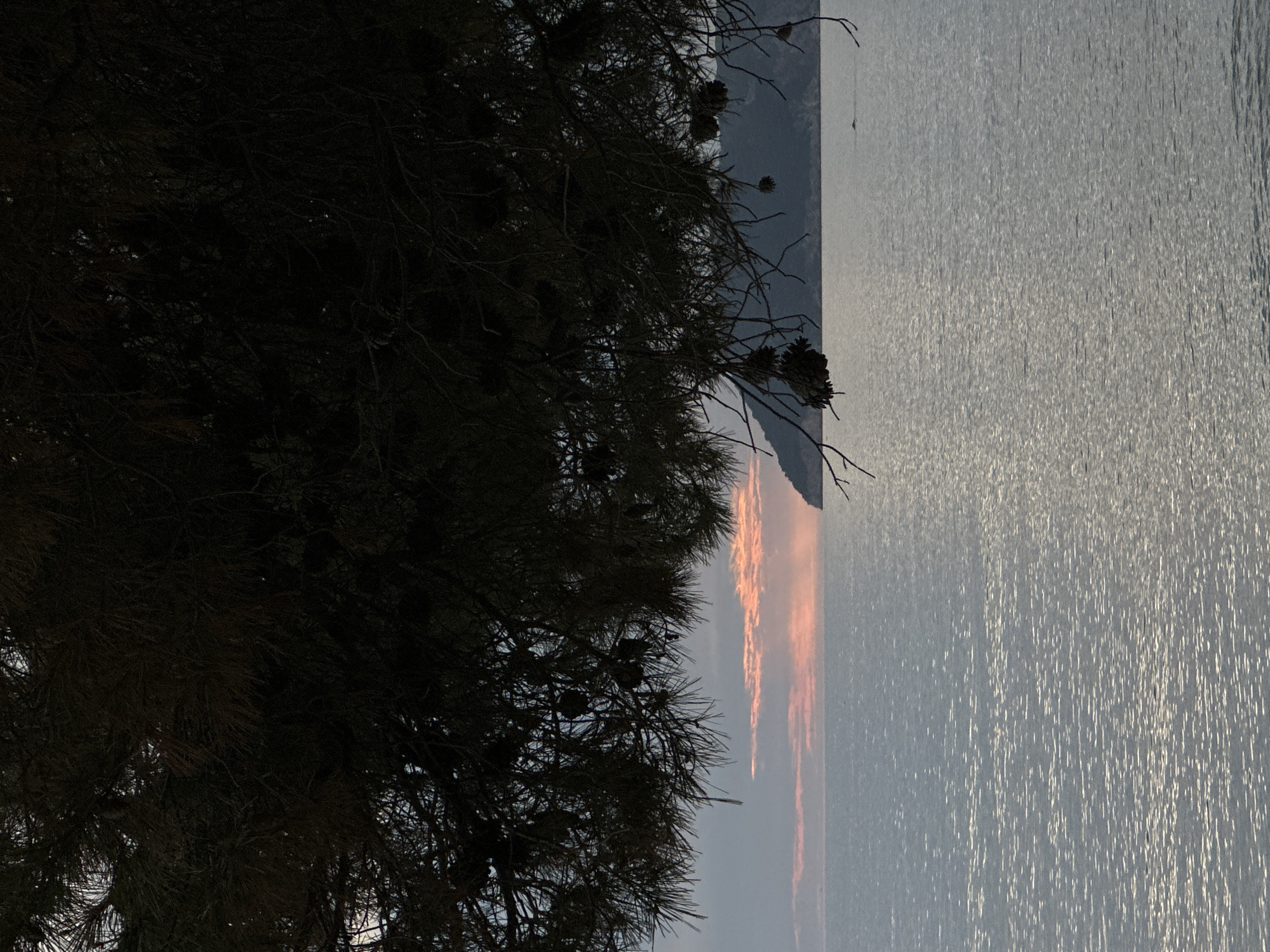 A landscape photograph, oriented vertically, shows a tree silhouetted against a body of water with land visible in the distance, taken in Bar, Montenegro.
The left side of the frame is dominated by a large, dark tree, its branches and foliage obscuring much of the background. The tree has pine cones.
To the right of the tree, a body of water extends to the horizon. The water's surface is slightly rippled, and reflects light. In the distance, across the water, is a land mass. Patches of pink and orange light are visible, possibly reflecting a sunset.