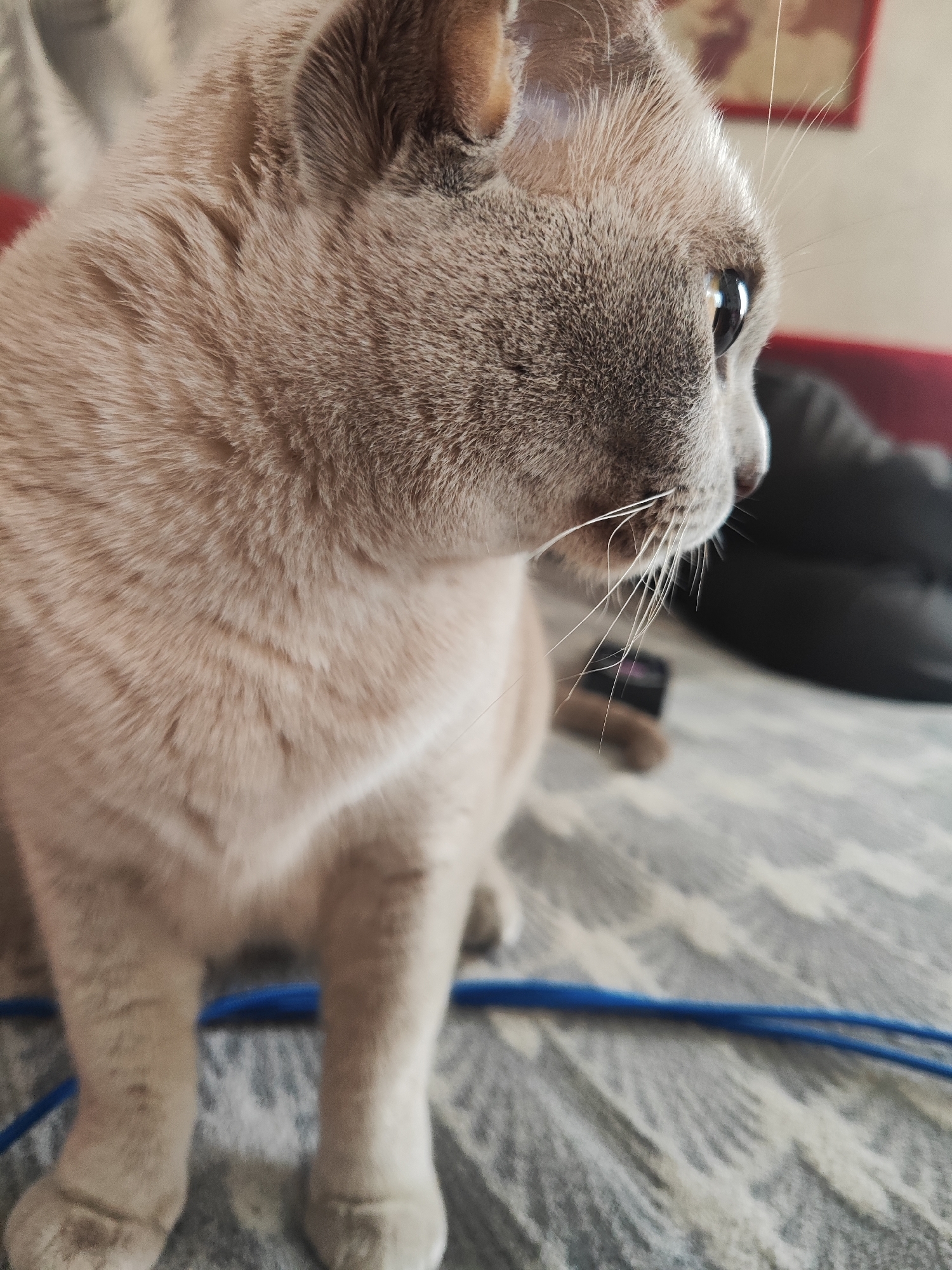 An indoor close-up shot shows a light brown domestic cat with pointed ears and large, dark eyes. The cat is seated on a patterned sofa, facing to the right of the frame. A thin blue cord runs horizontally across the foreground. The background is blurred, with hints of a red cushion and dark furniture. The image was taken in Gvardeysk, Russia.