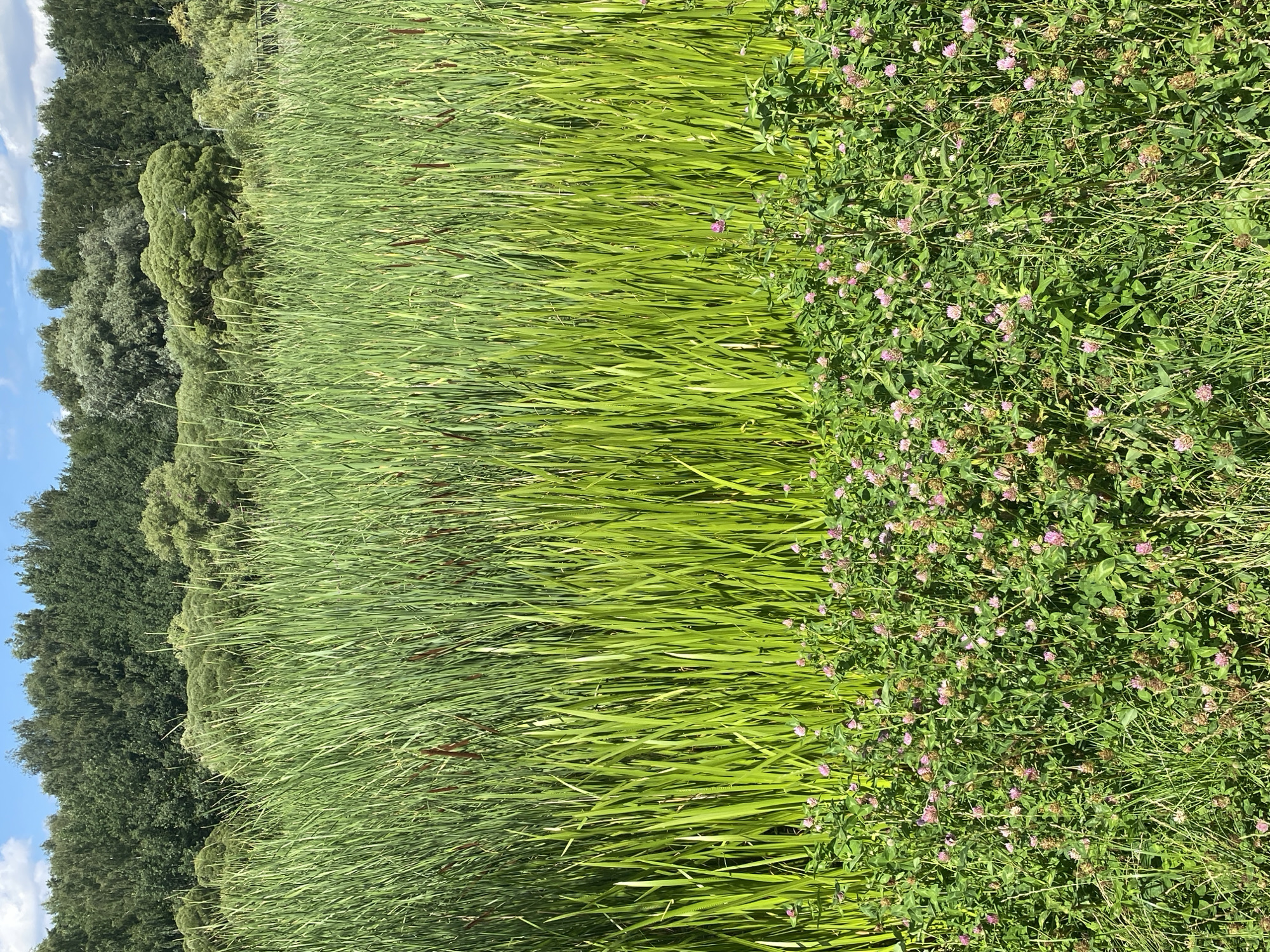 This is a vertical, full-shot photograph of a natural landscape. In the foreground, there is a dense field of green grass dotted with small pink flowers, likely clover. Behind the grass and flowers, a thick stand of tall, bright green cattails dominates the midground. The cattails are upright, with some showing dark brown seed heads. In the background, a line of mature, leafy green trees forms a dark green barrier against a pale blue sky with scattered white clouds. The scene appears to be a natural wetland area, possibly a park or undeveloped land. The image quality is sharp, and the lighting suggests it was taken during daytime with ample sunlight. No people or animals are visible in the frame.