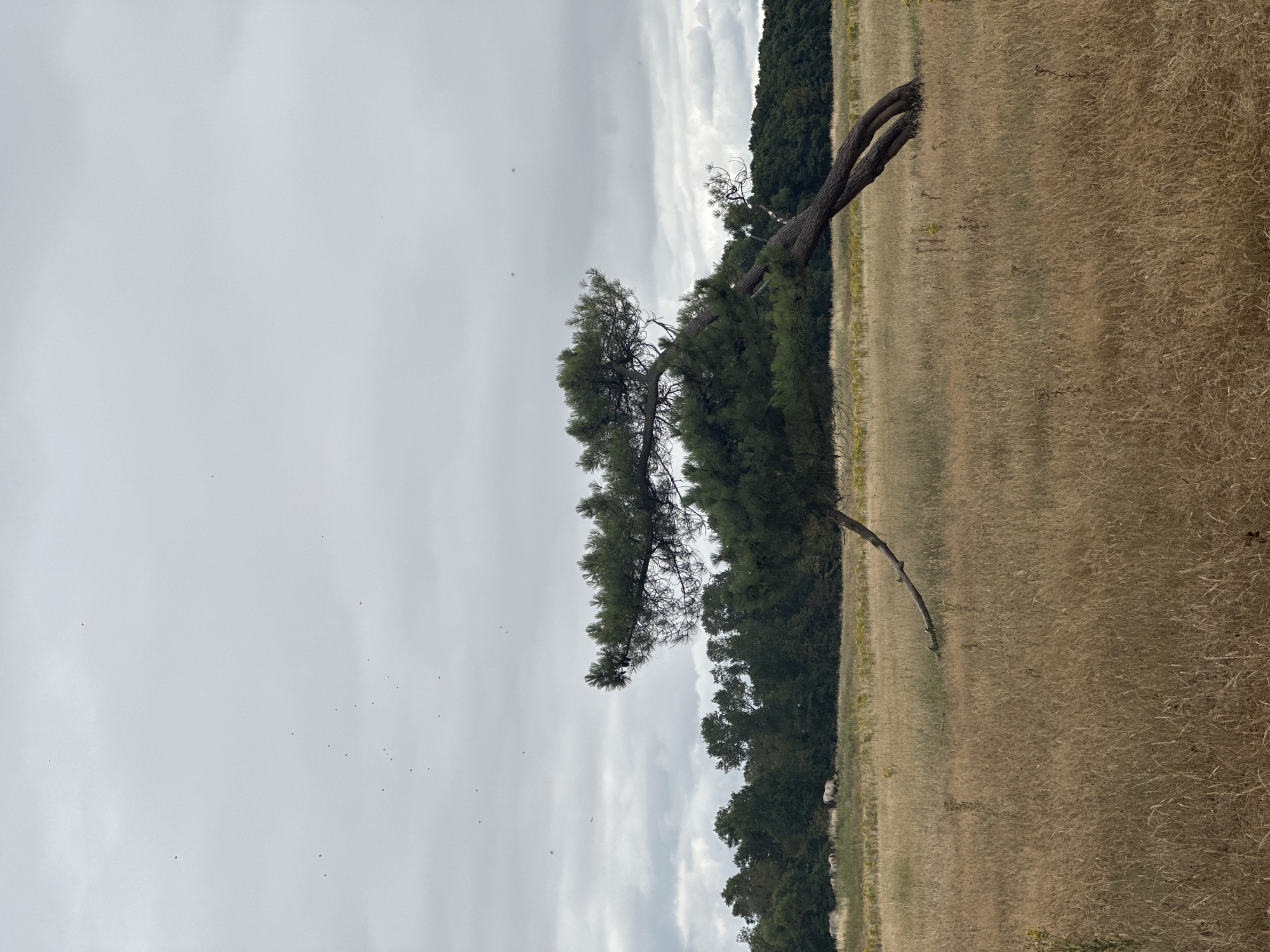 The media file depicts a windswept, grassy field with a solitary, leaning pine tree as the central subject. The tree's trunk curves dramatically, with its branches reaching out over the field. The background consists of a line of dark green trees, a distant forest, and a hazy, overcast sky. The field itself is covered in dry, straw-colored grass, suggesting a dry or late summer season. In the distance, along the edge of the field and the tree line, several white sheep are visible grazing. The image appears to be taken outdoors, likely in a rural or park-like setting. The lighting is diffused, consistent with an overcast day. The perspective is from a low angle, looking up at the tree. There are no visible people or text in the image. The overall mood is one of natural simplicity and slight melancholy due to the dramatic, leaning tree and the muted colors of the sky and field. The location context provided is Knokke-Heist, Belgium, which is a coastal municipality known for its beaches and nature reserves, lending credibility to the scene of open fields and trees.