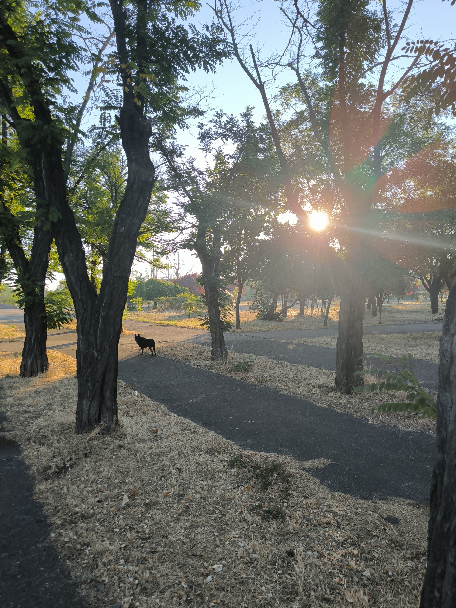 The image depicts a park-like setting with a paved path winding through trees. The sun is low in the sky, casting long shadows and creating lens flare through the leaves. The ground is covered in dry, yellowish grass and fallen leaves. A black dog stands on the path, facing to the left. The scene appears to be in the early morning or late afternoon. This location is the National Arboretum "Sofiyivka" in Mykolaiv, Ukraine.