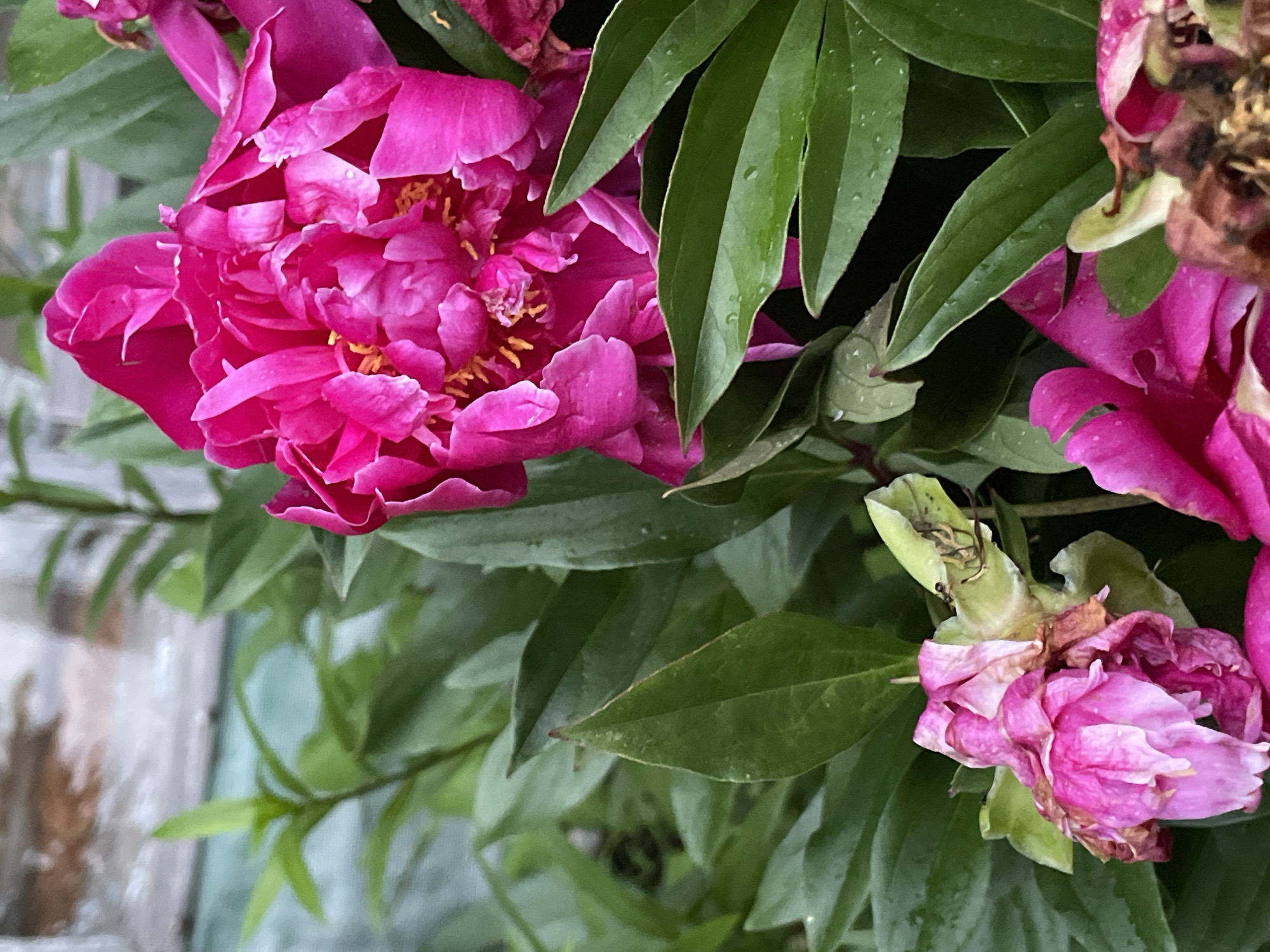A close-up, eye-level shot captures a cluster of bright pink peony flowers and their lush green foliage. The peonies are in various stages of bloom, with one fully open and vibrant, its delicate petals unfurling to reveal a yellow center. Another peony is partially wilted, its petals browning and drooping, hinting at the end of its blooming cycle. The leaves are broad and a deep green, some appearing slightly wet, suggesting recent rain. In the background, a blurred, rustic wooden fence can be discerned, adding a touch of natural texture to the scene. The image appears to be taken outdoors, possibly in a garden, in the city of Baldeyka, Russia. There are no people or animals visible in the frame.