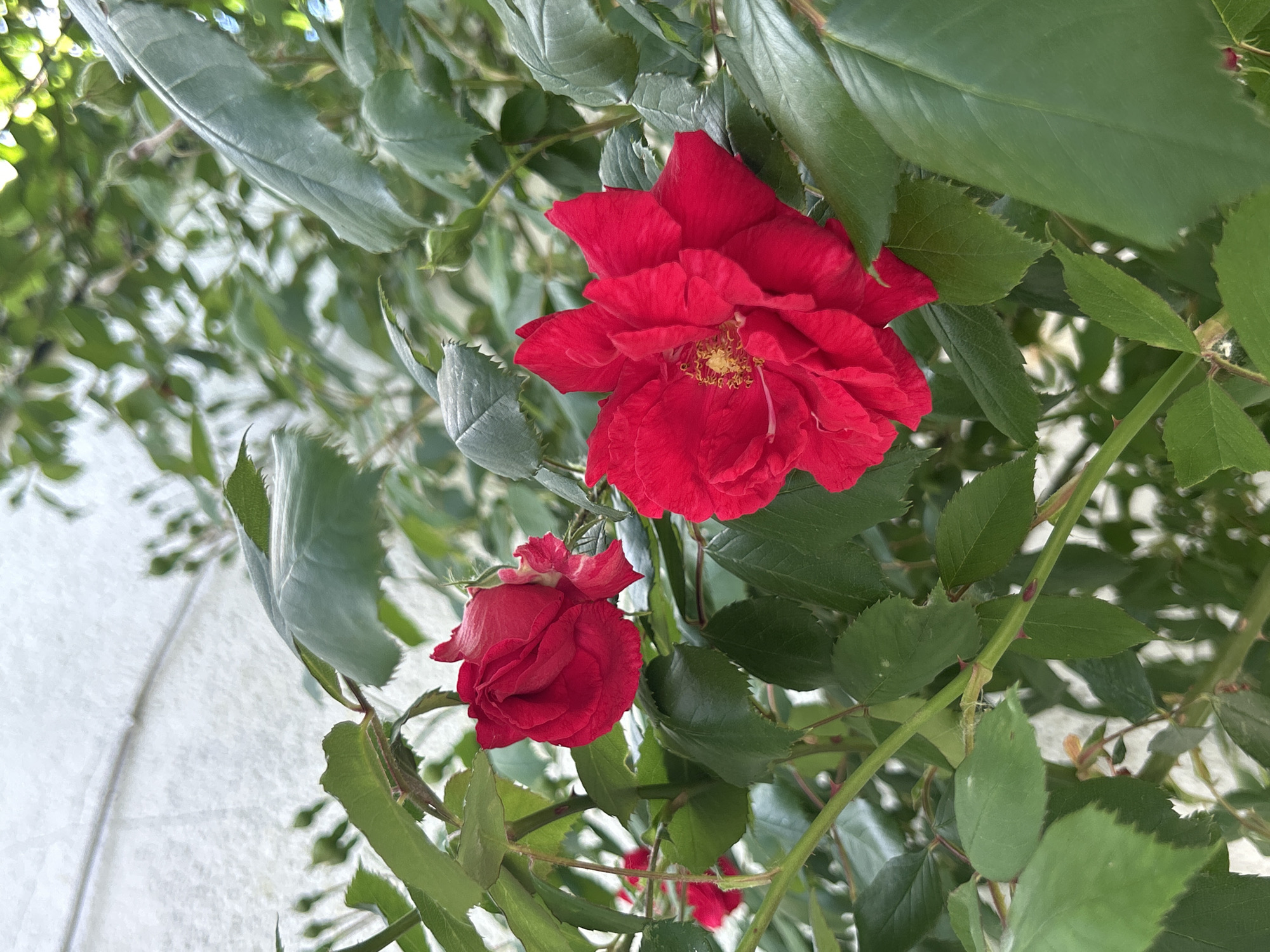 A close-up, slightly upward-angle shot depicts two red roses amidst green foliage. The larger rose is fully open, displaying its red petals and a yellow center with stamens. A smaller, unopened rose bud is visible below and to the left of the larger bloom. The green leaves surrounding the roses vary in size and shape, some with serrated edges. Light reflects off the leaves, creating highlights. A pale, textured surface, possibly a wall, is visible in the background on the left side of the frame. The location is Unknown, Unknown.