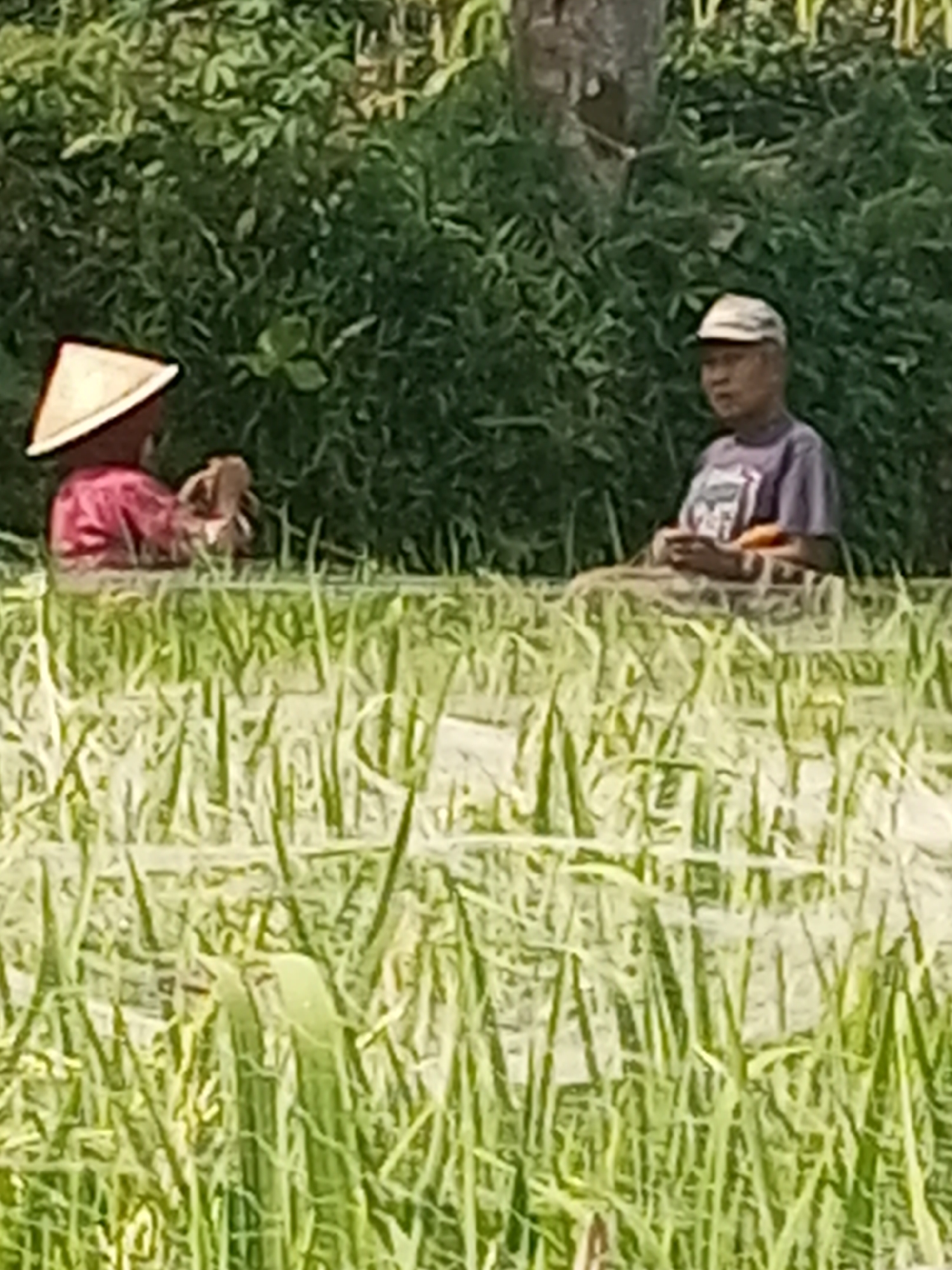 In Krasak, Indonesia, two individuals are present in a flooded rice paddy. On the left, a person wearing a conical hat and a pink shirt is crouched down, appearing to be working or examining something in the water. To the right, a person wearing a light-colored cap and a purple shirt stands in the water, holding an orange object. The background consists of lush green foliage.