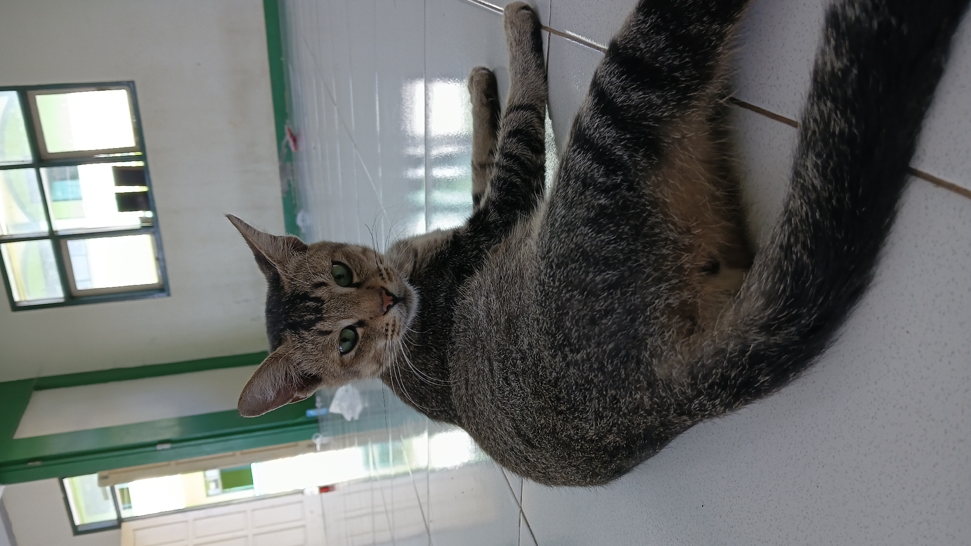 In a room with tiled floors and light-colored walls, a domestic shorthair cat with tabby markings and green eyes lies on its side, facing the camera. The cat's fur is a mix of grey, brown, and black stripes. Its tail is extended to the right, and its front paws are positioned forward. The background shows a window with multiple panes and a view of a building with green accents. To the left, a doorway with a white door and a green frame is visible, leading to an outdoor area. The scene suggests an indoor environment, possibly a school or public building in Mandalaguna, Indonesia, given the architectural style.