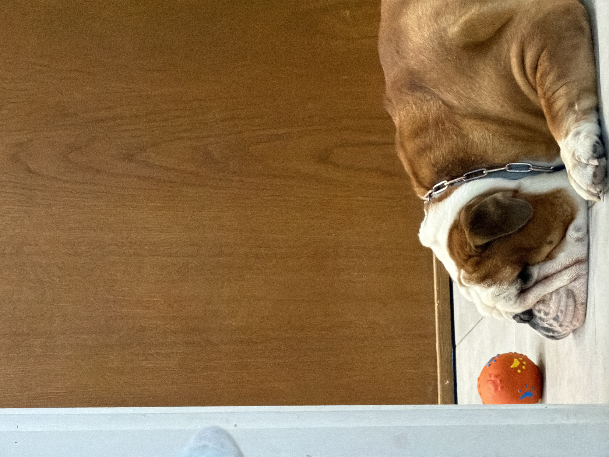 A bulldog with brown and white fur is lying on a tiled floor next to a small, orange ball with blue and yellow markings. The dog is wearing a silver chain collar. The background includes a brown wooden wall on the left side of the frame. The location cannot be determined from the visual information provided.