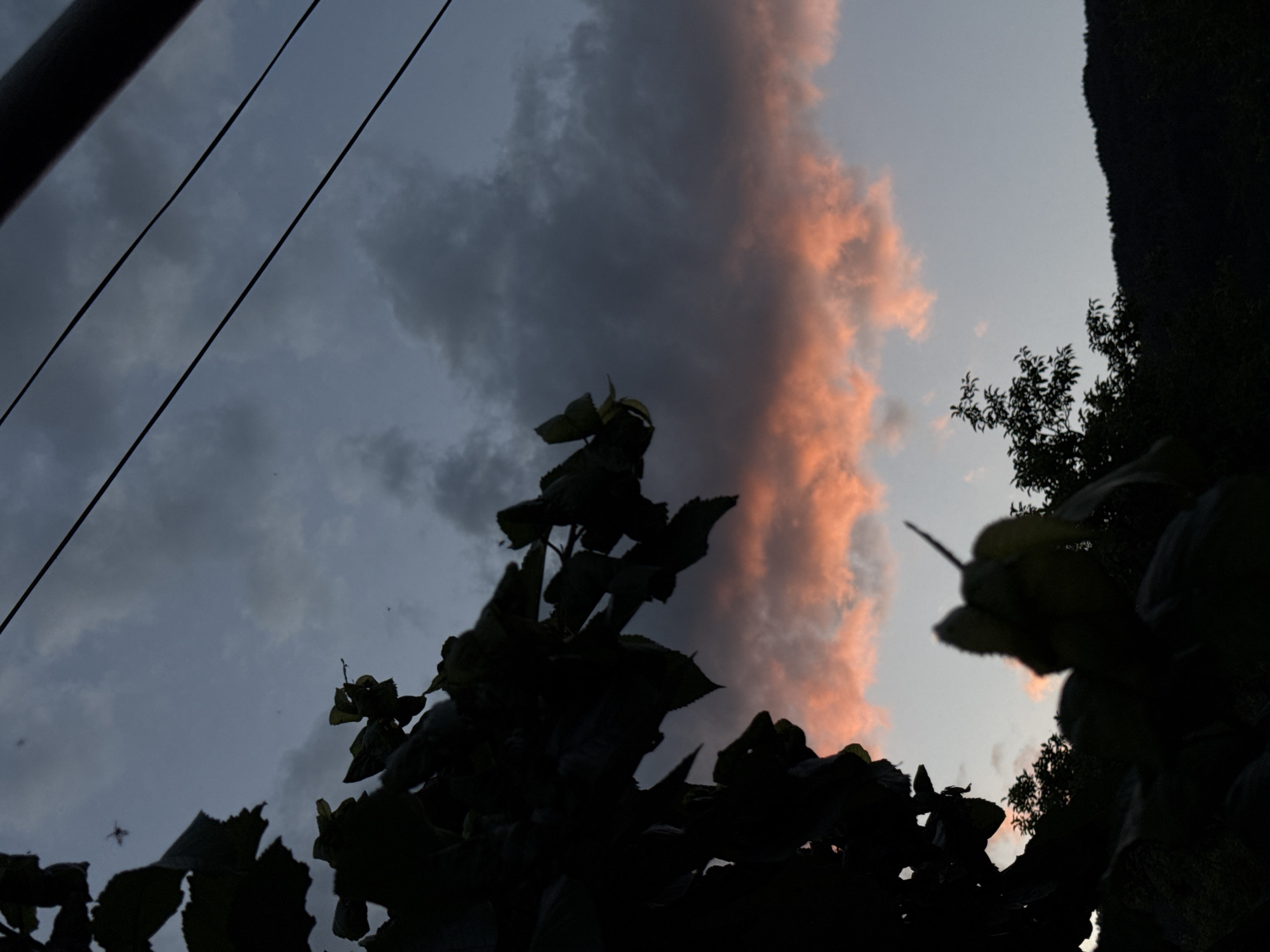 The image captures an outdoor scene at dusk or dawn in Klisura, Bulgaria. The upper portion of the frame features a dark blue-grey sky with scattered dark grey clouds. A prominent horizontal band of cumuliform clouds, illuminated with orange and pink hues, extends across the mid-section of the sky, below which the sky transitions to a lighter grey-blue. The left vertical third of the image is occupied by the dark silhouettes of dense foliage from a tree or large bush, with individual leaves and branches discernible. Three thin, dark, parallel utility wires are observed diagonally traversing the upper right quadrant, with a thicker, dark pole partially visible along the top right edge. A distant, dark mountainous or hilly terrain, covered in dense vegetation, forms a silhouette against the lower right sky. Multiple small, dark insect-like forms are visible against the lighter portions of the sky in the upper left, with one slightly larger form appearing more clearly defined.