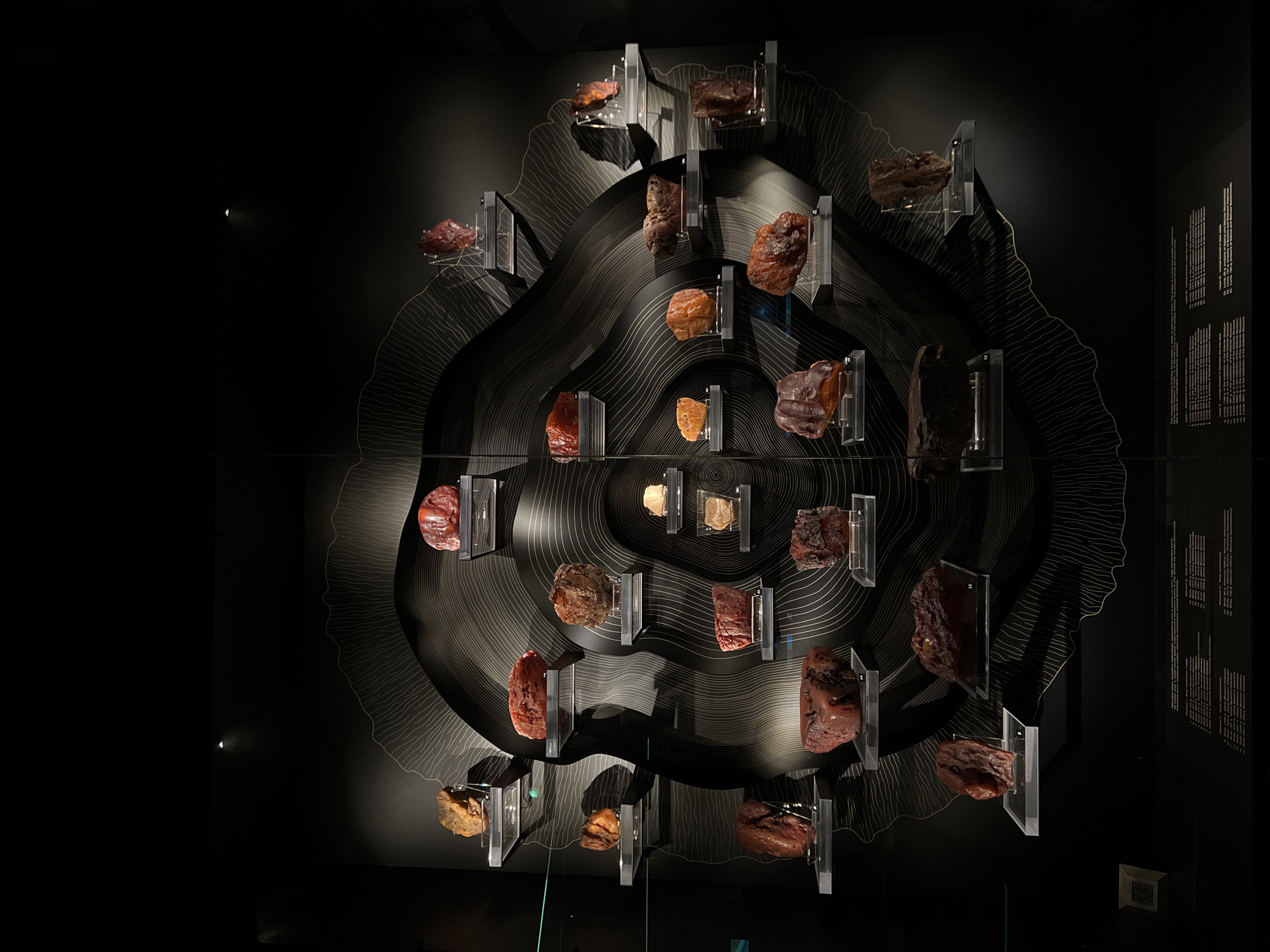 The image depicts an exhibit of amber specimens displayed on clear acrylic shelves against a dark, textured wall designed to resemble tree rings. The amber pieces vary in size, shape, and color, ranging from light yellow and orange to deep red and brown. Some pieces appear rough and natural, while others seem to have been shaped or polished. The lighting is focused on the amber, creating highlights and shadows that emphasize their textures. Below the display, there is a black surface with text, likely labels or information about the exhibited items. The overall presentation suggests a museum or gallery setting, designed to showcase the natural beauty and historical significance of amber. This exhibit is located at the Amber Museum in Gdańsk, Poland. There are no people visible in the image.