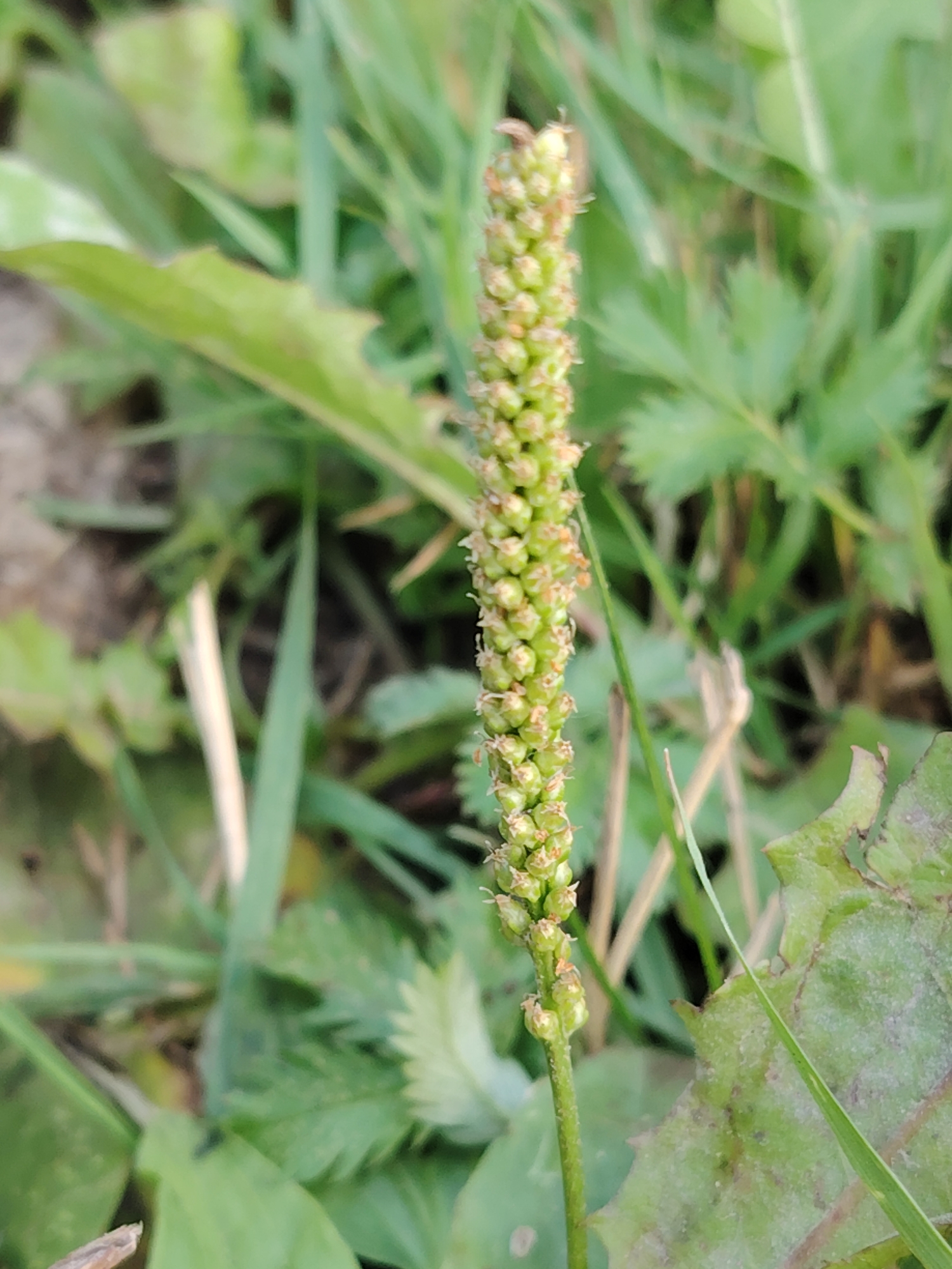 A close-up, eye-level shot shows a thin, green flower stalk with numerous small, bead-like buds clustered tightly together. The stalk is oriented vertically in the center of the frame, with the buds appearing light green and slightly textured. Hints of brown or reddish-brown are visible on some of the buds. The background is blurred, consisting primarily of green foliage, with some taller grass-like blades and broader leaves. The lighting appears natural, suggesting an outdoor setting. The environment is characterized by a soft focus and a predominantly green color palette, with no discernible human presence or activity. The scene is likely captured in a natural or garden setting within or near Хоругвино, Russia, given the context provided.