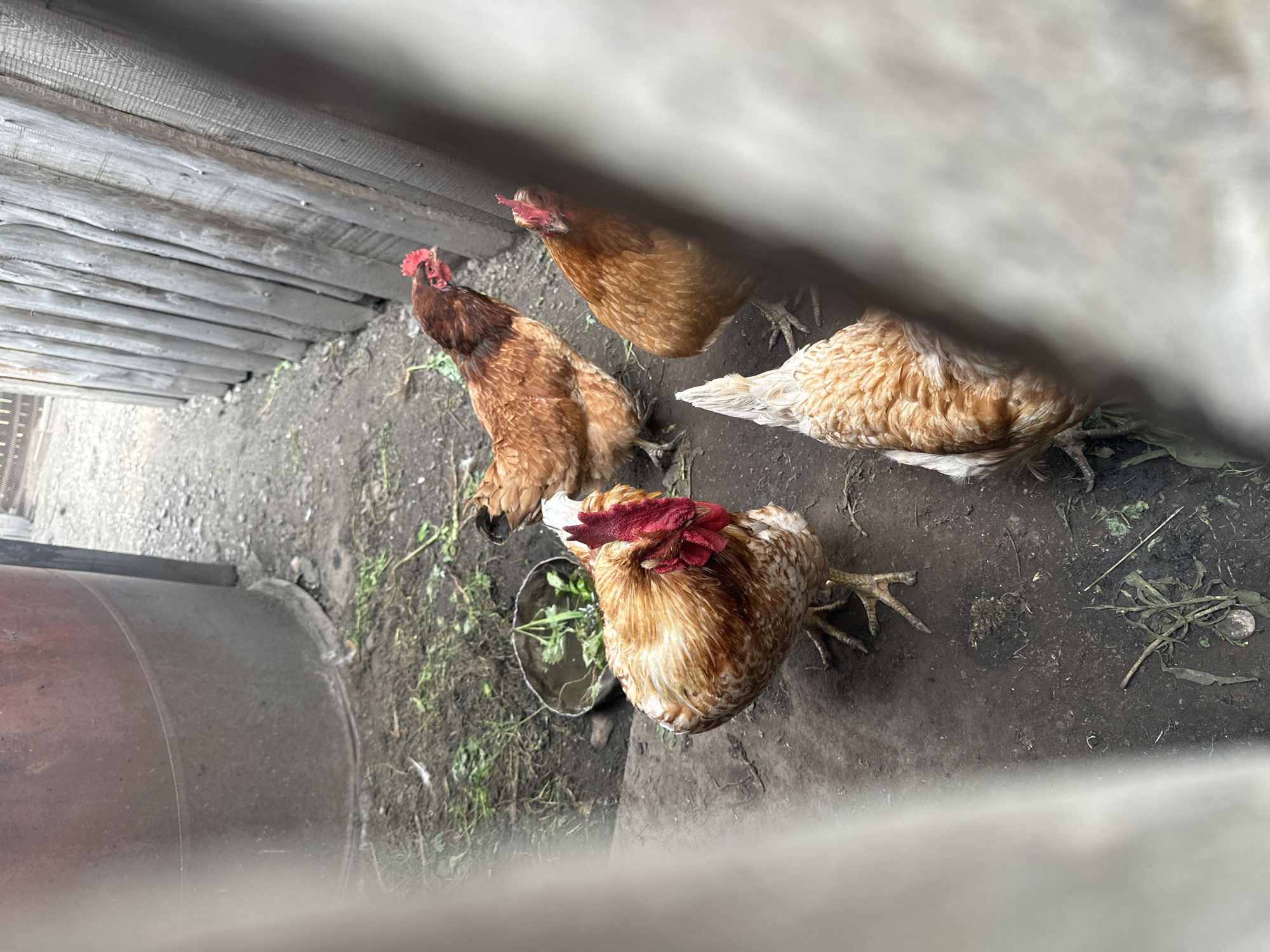 A medium shot shows four chickens in an outdoor enclosure. The enclosure is dirt and has some scattered green vegetation. To the left, a large, rusty barrel is visible. To the right, a weathered wooden fence stands upright. In the foreground, a white curtain partially obscures the view. One chicken, a rooster with a prominent red comb and wattles, stands prominently in the center, facing left. To its right, two other brown chickens are partially visible, with one looking towards the rooster. In the background, another brown chicken is visible. The scene is in Novoyeniseyka, Russia.