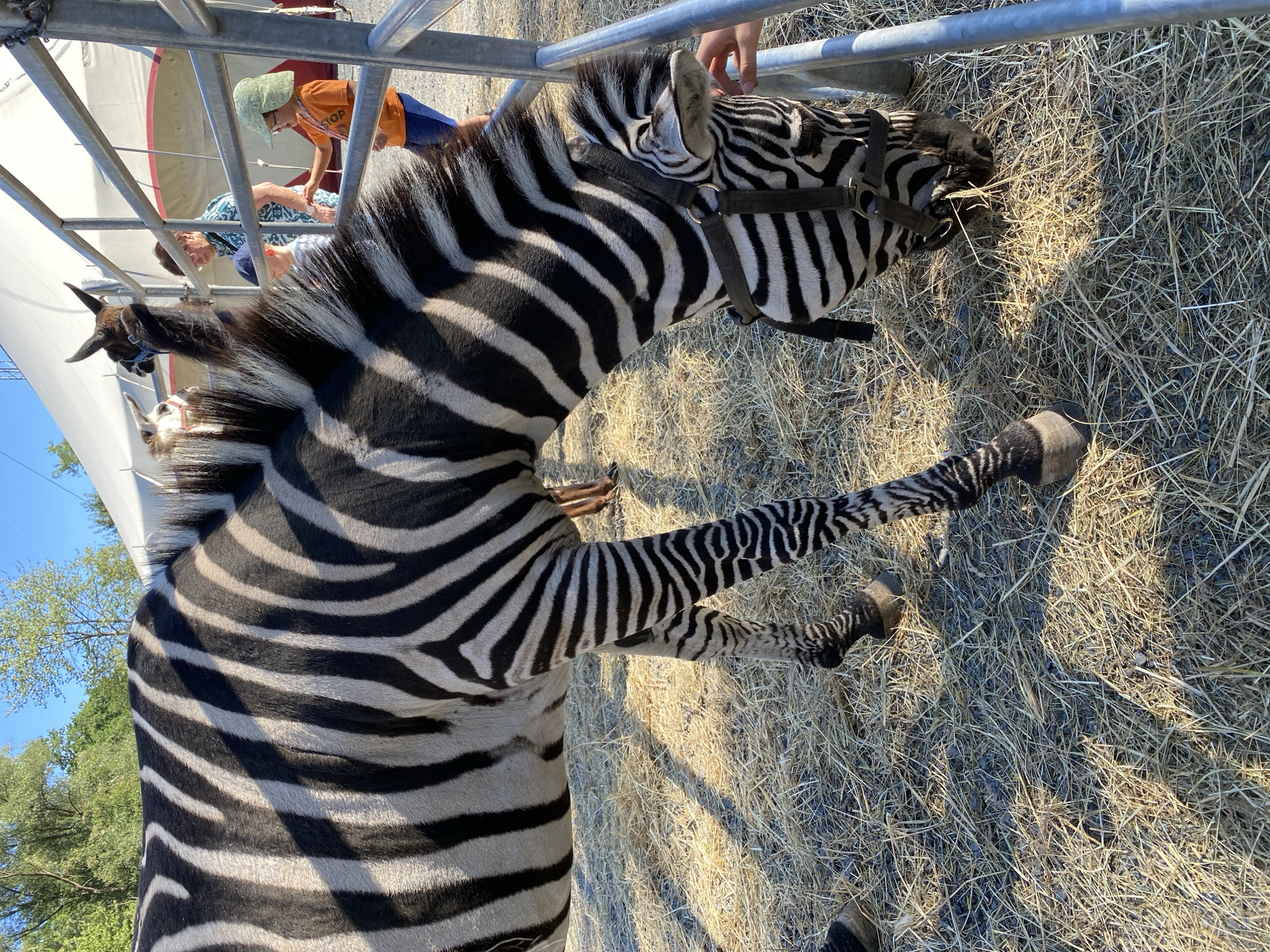 The image shows a zebra at an outdoor enclosure, possibly in the city of Altenkirchen, Germany. The zebra is black and white striped and appears to be eating hay from the ground. A metal fence is visible to the right of the zebra. In the background, there are people, including a child wearing an orange shirt and a green hat, and a woman wearing glasses and a patterned top. A tent structure is also present in the background. The ground is covered in straw or hay. The lighting suggests it is daytime, with sunlight casting shadows.