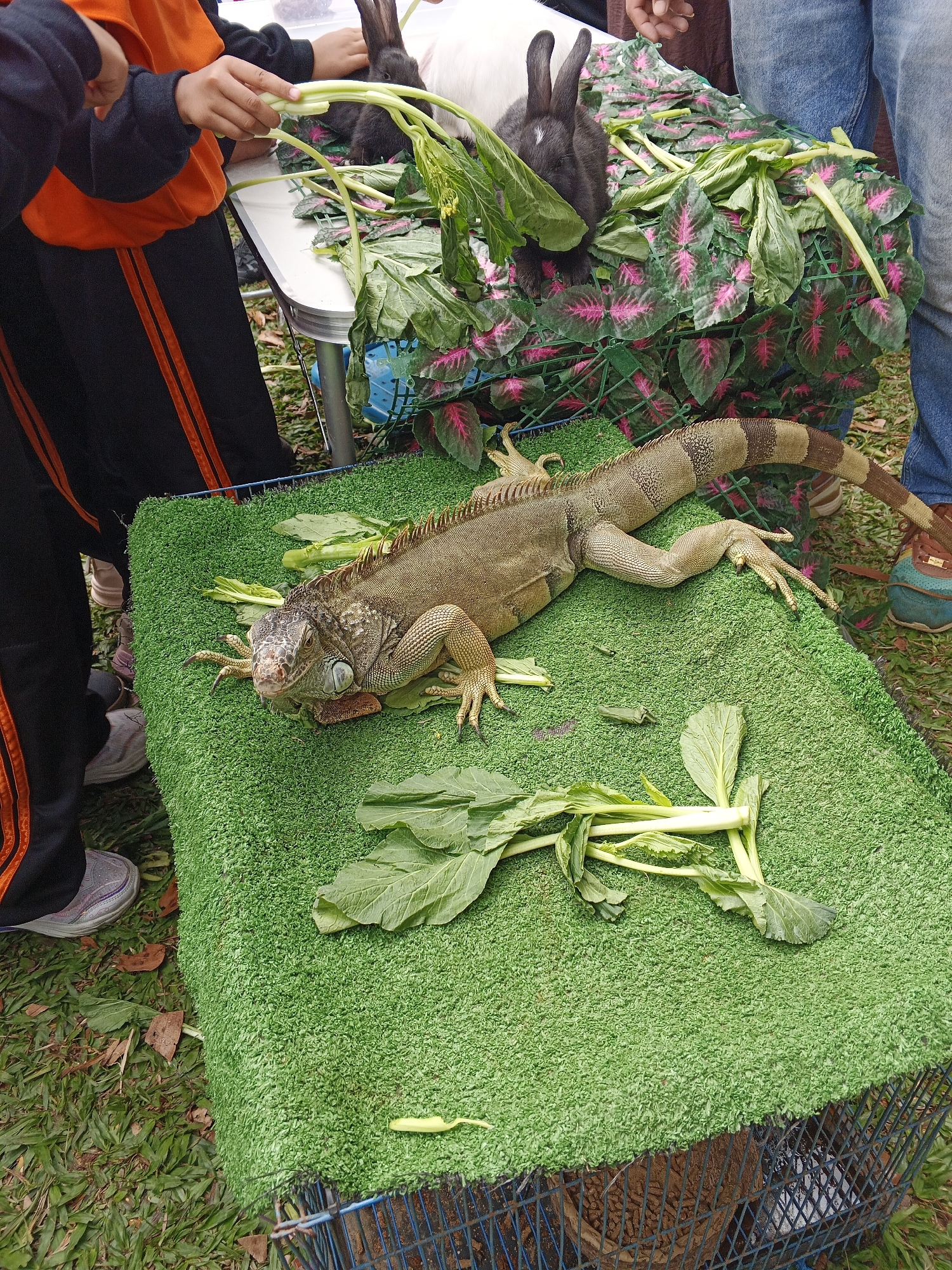 In Perbawati, Indonesia, an iguana rests on a green artificial turf surface, its scaled body displaying earthy tones. It is positioned centrally, with its head turned towards the viewer. Scattered around the iguana are leafy green vegetables. To the left, a child, wearing an orange vest over a black top with orange stripes, is visible, with their hands near the iguana and holding some of the vegetables. Behind the iguana, two dark-colored rabbits are visible amidst a bed of green and pink foliage, partially obscured by a white surface. The scene appears to be outdoors, with grass and fallen leaves on the ground surrounding the display area. A wire cage is visible at the bottom of the image.