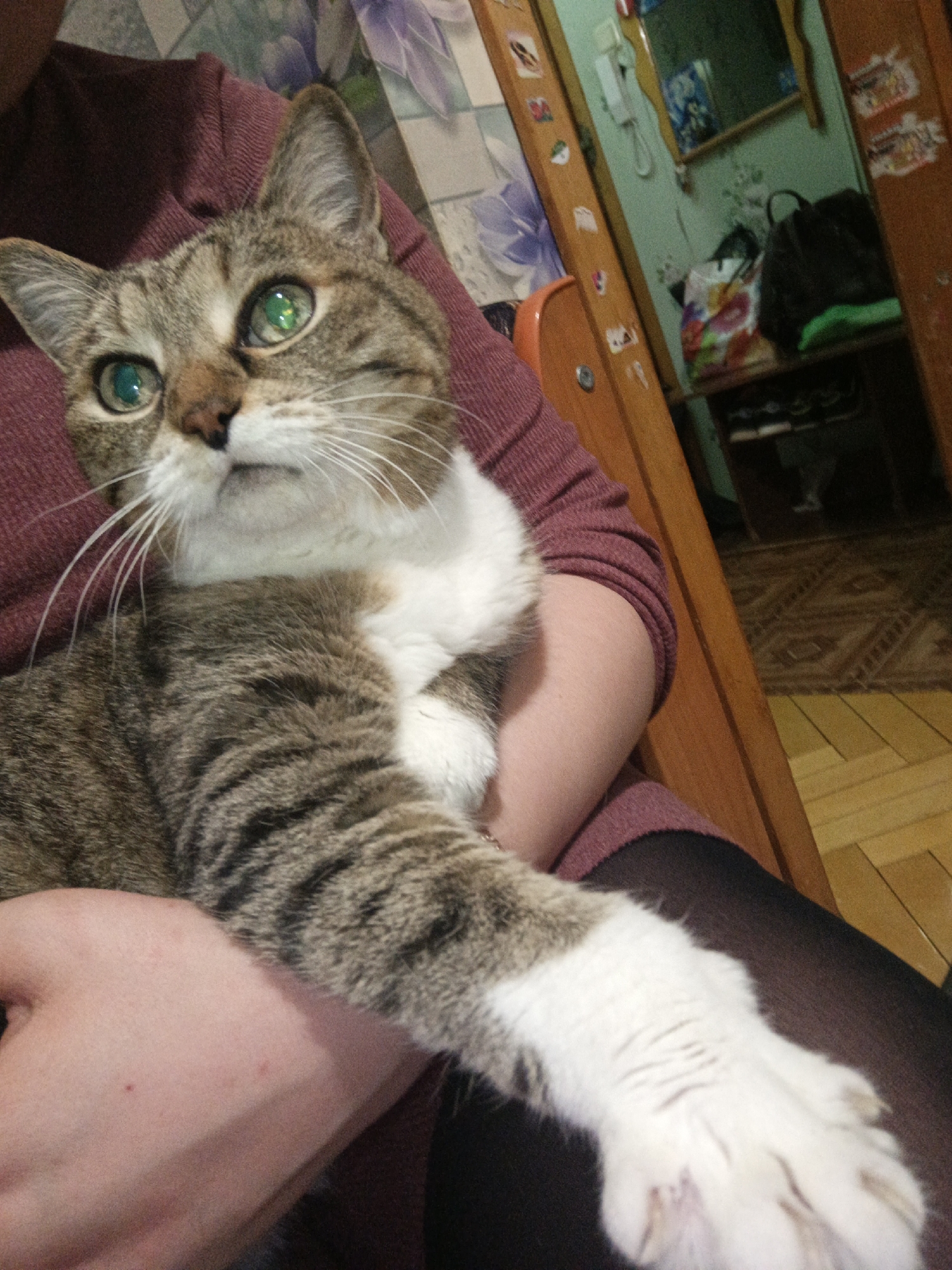 This media file depicts a tabby cat being held by a person in an indoor setting in Markovsky, Russia. The cat, with prominent brown stripes, a white chest, and white paws, occupies the left and central portions of the frame. Its large, round eyes glow with a vivid green hue, reflecting a bright light source, and it appears to be looking upwards or slightly beyond the camera with an alert, curious expression. Long white whiskers fan out from its muzzle.
The person holding the cat is partially visible, wearing a maroon long-sleeved top and dark leggings. Their arm supports the cat, and a leg is seen in the lower right.
The background reveals a domestic environment. To the right, a wooden door frame, adorned with numerous small, indistinguishable stickers, stands vertically. Behind it, a light green wall is visible, featuring a wooden-framed mirror and a white landline phone. Below these, a black backpack and a colorful plastic bag rest on a surface. A patterned rug and a wooden floor are also discernible further back in the room. The scene suggests a cozy, lived-in home. No discernible text is visible within the image. The indoor lighting implies the photo was taken during the day or evening.