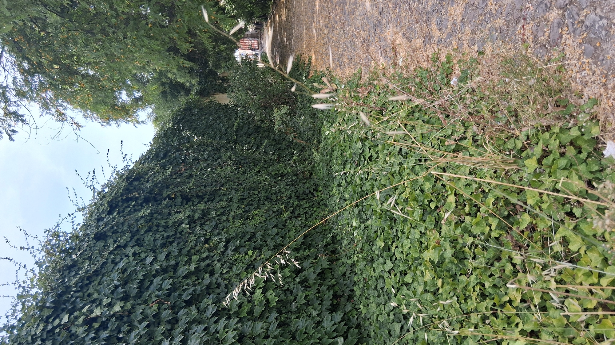 An outdoor, eye-level, portrait orientation medium shot captures a pathway and a wall covered in ivy on a partly cloudy day. The pathway, composed of cobblestones and scattered dry leaves, is on the right side of the frame. To the left of the pathway is a dense wall of dark green ivy. In the foreground, several stalks of dry grass with feathery seed heads rise from the ground, partially obscuring the view of the ivy-covered ground. The pathway recedes into the background, leading towards a distant archway or gate. Trees with green foliage overhang parts of the pathway, creating patches of shade. The sky is visible at the top, with a few wispy clouds. The scene suggests an outdoor urban environment, possibly a park or a residential area, given the presence of the pathway and the ivy-covered wall. The image does not contain any people. The overall impression is one of a tranquil, slightly overgrown natural scene within a city. The specific location in Setúbal, Portugal, is unknown based solely on the visual information presented.
