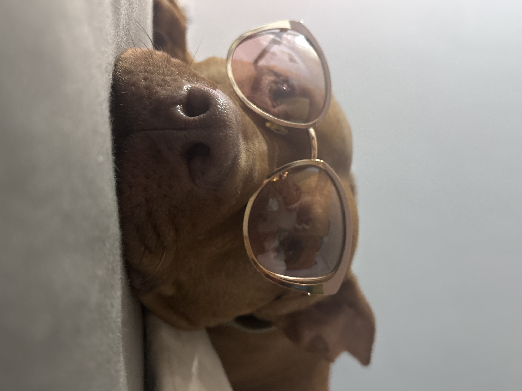 A brown dog is lying down, its face pressed against a light gray or white surface. The dog is wearing gold-framed sunglasses with reflective lenses. The dog's nose is close to the viewer, and the light is bright. The location is not discernible from the image and I cannot place this scene in the city of Sofia, Bulgaria.