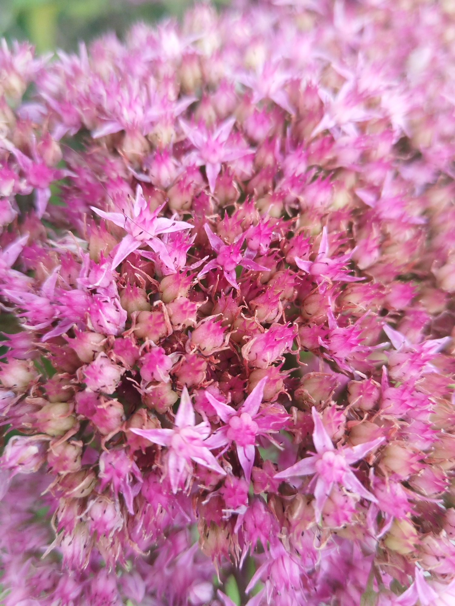 The image is a close-up, macro photograph of a cluster of pink flowers. The flowers are small and star-shaped, with delicate petals. They are tightly packed together, creating a dense floral display. The background is softly blurred, suggesting a shallow depth of field, and appears to be green foliage. There are no people, animals, or man-made objects visible in the image. The exact location in Brest, Belarus cannot be determined from the visual information provided.