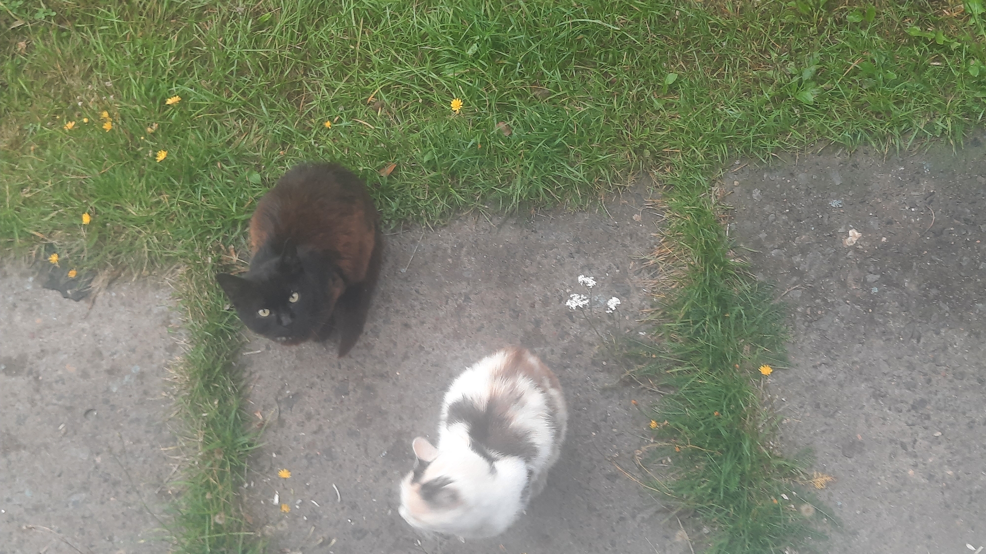 Two cats are present outdoors on a paved area with grass. The cat on the left is calico with white, brown, and black markings, curled up facing left. The cat on the right is predominantly black with some reddish-brown undertones, sitting and looking towards the camera. There are small yellow flowers scattered in the grass. The scene is consistent with an outdoor, urban environment in Шклоў, Belarus.