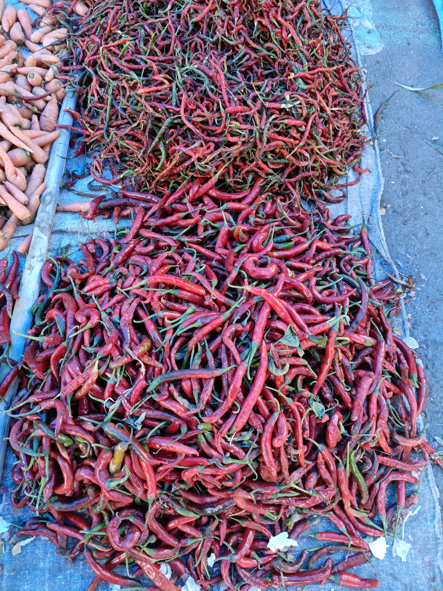 A high-angle, full shot captures a vibrant display of red chili peppers and carrots at a market stall in Bulukumba, Indonesia. The peppers, a mix of bright red and some with hints of green, are piled high on a blue tarp. They are long and slender, some twisted and contorted, with visible stems. To the left of the peppers, a mound of carrots is visible, their orange hue contrasting with the red of the chilies. The carrots appear to be of various sizes, with some showing their leafy tops. The background is a rough, concrete surface, suggesting an outdoor market setting. There are no people visible in the frame, and no actions are taking place, creating a still-life composition of fresh produce.