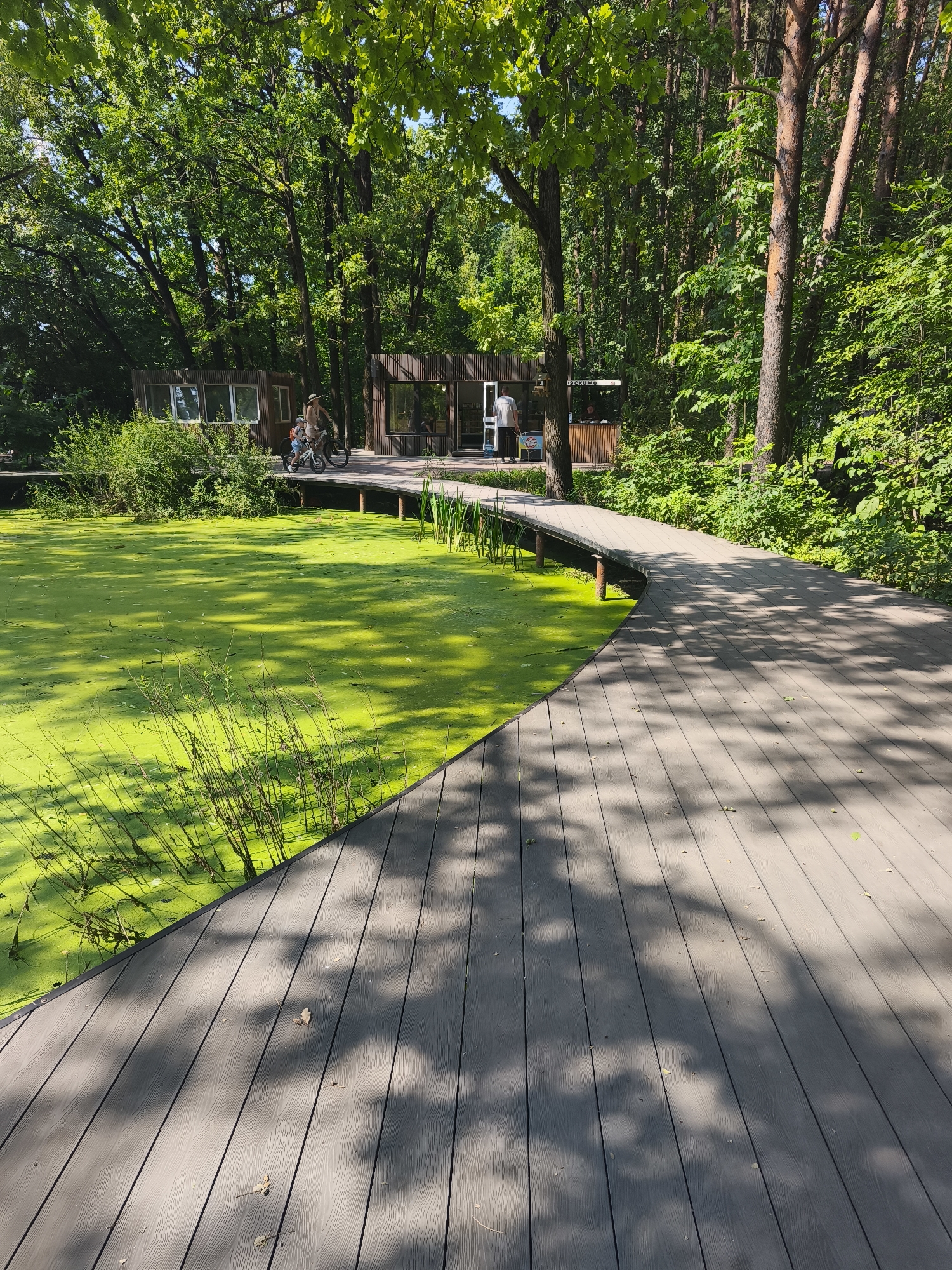 A wooden boardwalk curves through a park in Moscow, Russia, beside a pond covered in bright green algae. Two people on bicycles are on the boardwalk, one an adult and the other a child. In the background, there are two small wooden buildings, likely kiosks or cafes, surrounded by lush green trees. Sunlight filters through the leaves, casting dappled shadows on the boardwalk. The pond is a vibrant, almost fluorescent green, with some reeds growing along its edge. The overall scene depicts a tranquil natural setting within an urban environment.