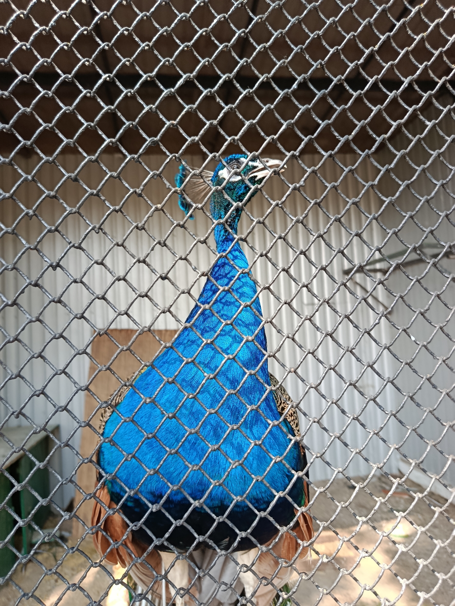 An Indian peacock stands behind a chain-link fence in a cage. The peacock is facing left, with its head turned towards the viewer. Its iridescent blue feathers are prominent, and its crest is visible. The background consists of a metal wall, possibly part of an enclosure. The lighting suggests an outdoor environment, possibly during the day. The image captures the bird from the chest up, with its tail feathers extending downwards.