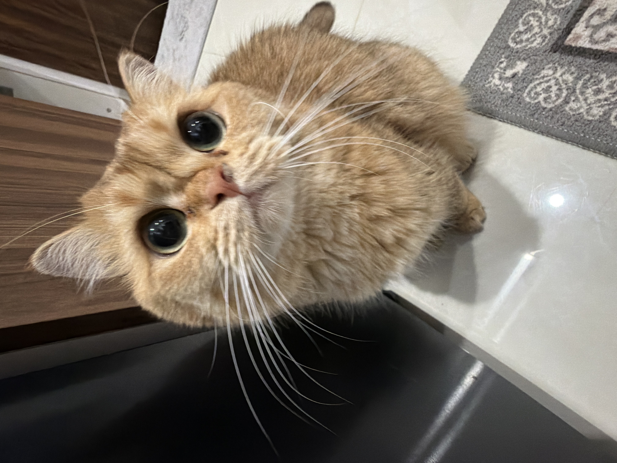 A British Shorthair cat with golden fur and large, dark eyes is sitting on a light-colored tiled surface. The cat is looking upwards with a curious expression. Its whiskers are prominent and white. The background consists of a dark, possibly metallic surface on the left and a wooden cabinet on the right. A small portion of a grey rug with a patterned design is visible in the lower right corner. The image appears to have been taken indoors, possibly in a kitchen or living area, and does not contain any information or elements that suggest a location in Đà Nẵng, Vietnam.