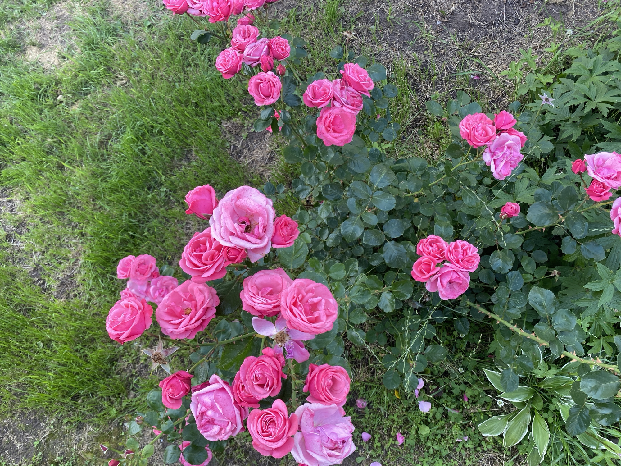 A close-up, high-angle, full shot captures a bush of vibrant pink roses in bloom, set against a background of green grass and dirt. The roses, varying in their degree of openness, are clustered together on thorny stems. Some petals have fallen onto the grass. In the lower left corner, a hosta plant with variegated green and white leaves adds a contrasting texture. The scene is a garden setting in Noviy, Russia.