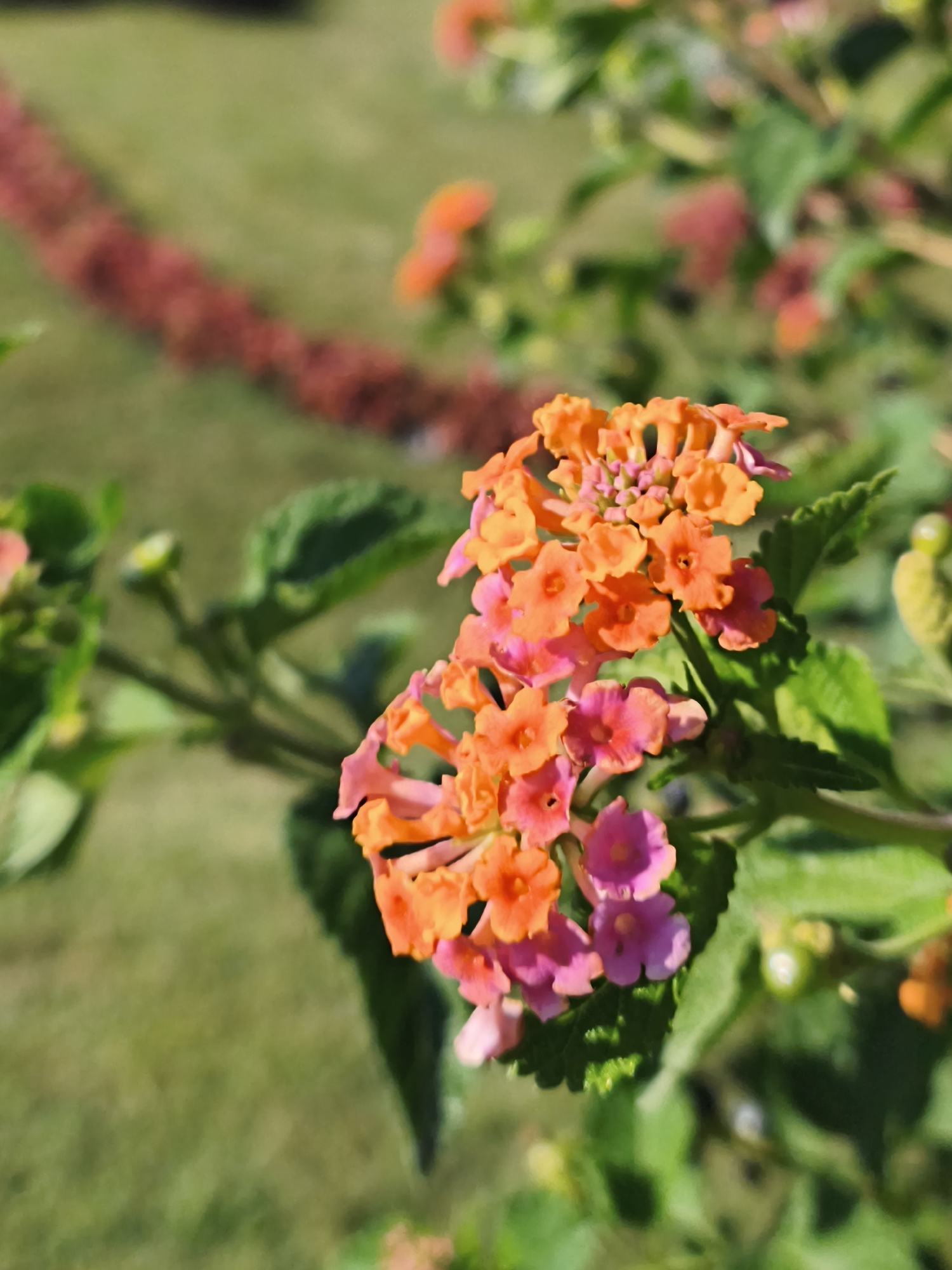A close-up shot focuses on a cluster of vibrant lantana flowers, transitioning from bright orange to soft pink. The blooms are detailed, showcasing their small, individual petals. Lush green leaves surround the flowers, and a hint of a blurry background suggests an outdoor garden setting with green grass and a red flowerbed in the distance. The lighting indicates a sunny day, casting natural shadows. There is no specific information about the location in Vienna, Austria.