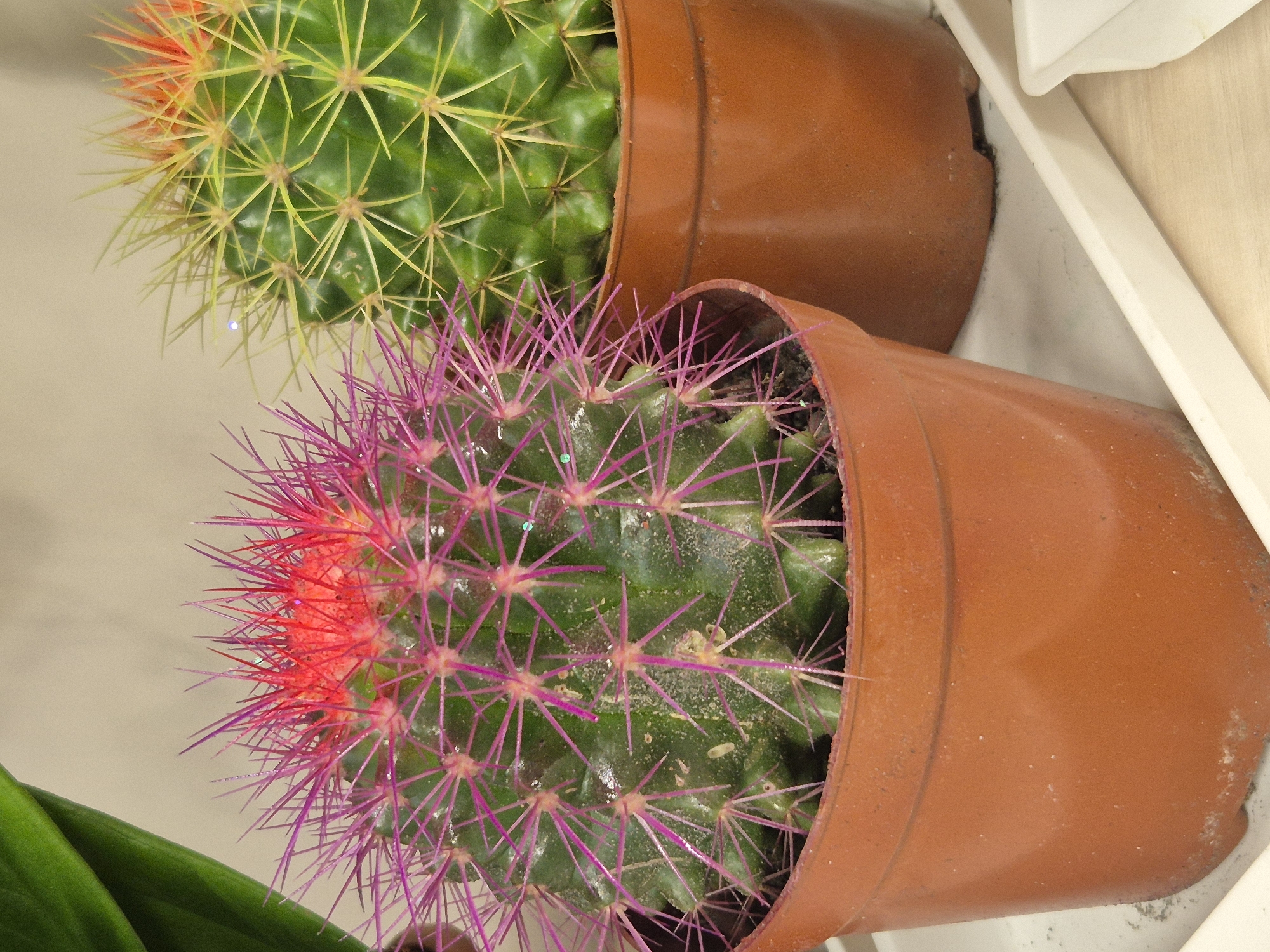 The image shows two potted cacti on a white tray. The cactus in the foreground is a round, green cactus with bright pink spines and red tips on its spines. It is in a small, brown plastic pot. To the right of this cactus is another round, green cactus with yellow spines and orange tips. This cactus is in a larger, brown plastic pot. A green leaf is visible in the upper left corner of the image. The background is a neutral, light color. The scene appears to be indoors, possibly in a store or home. There are no people or animals present. The image does not provide any information to suggest a specific location in Kokshetau, Kazakhstan.