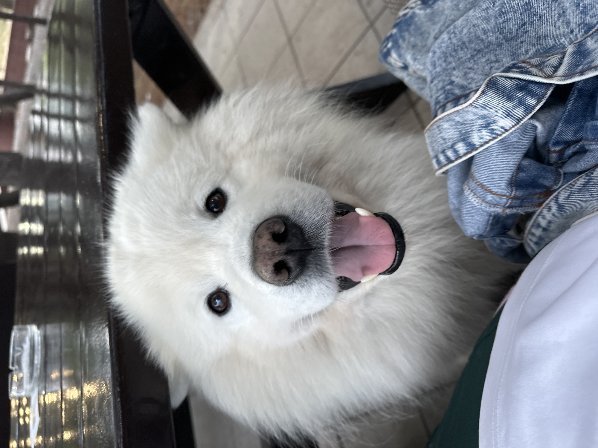 A Samoyed dog with a pink tongue is sitting next to a person wearing denim and a white shirt. The scene is located in Šušanj, Montenegro. The dog is facing upwards, with its eyes visible. The floor has tiles.