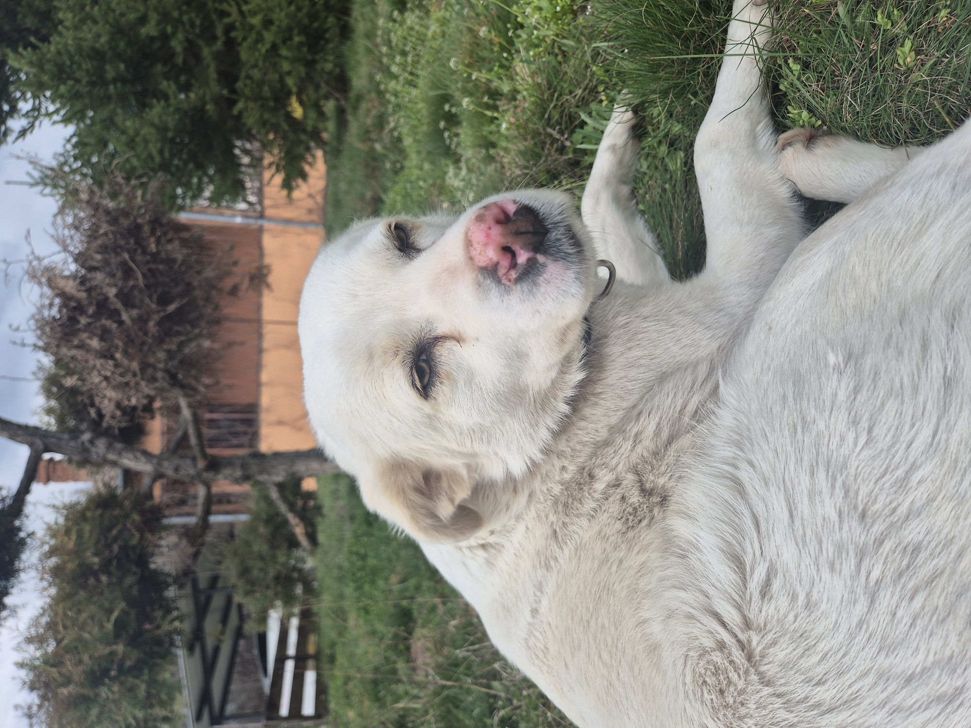 A white-furred dog lies on green grass in an outdoor setting in Pavlikeni, Bulgaria. The dog's head is slightly raised and turned towards the viewer, with its eyes partially closed, suggesting relaxation. Its fur is predominantly white, with light tan coloring visible on its ears. The nose is pink with areas of darker pigmentation. A dark collar with a silver-colored ring is visible around its neck. The immediate environment consists of green grass interspersed with small white flowers and some dry vegetation. In the background, an out-of-focus scene reveals an orange-brown building with a chimney, a leafless tree, and several evergreen conifers. To the left, a structure featuring a corrugated metal roof and wooden supports is partially visible. The sky is overcast.
