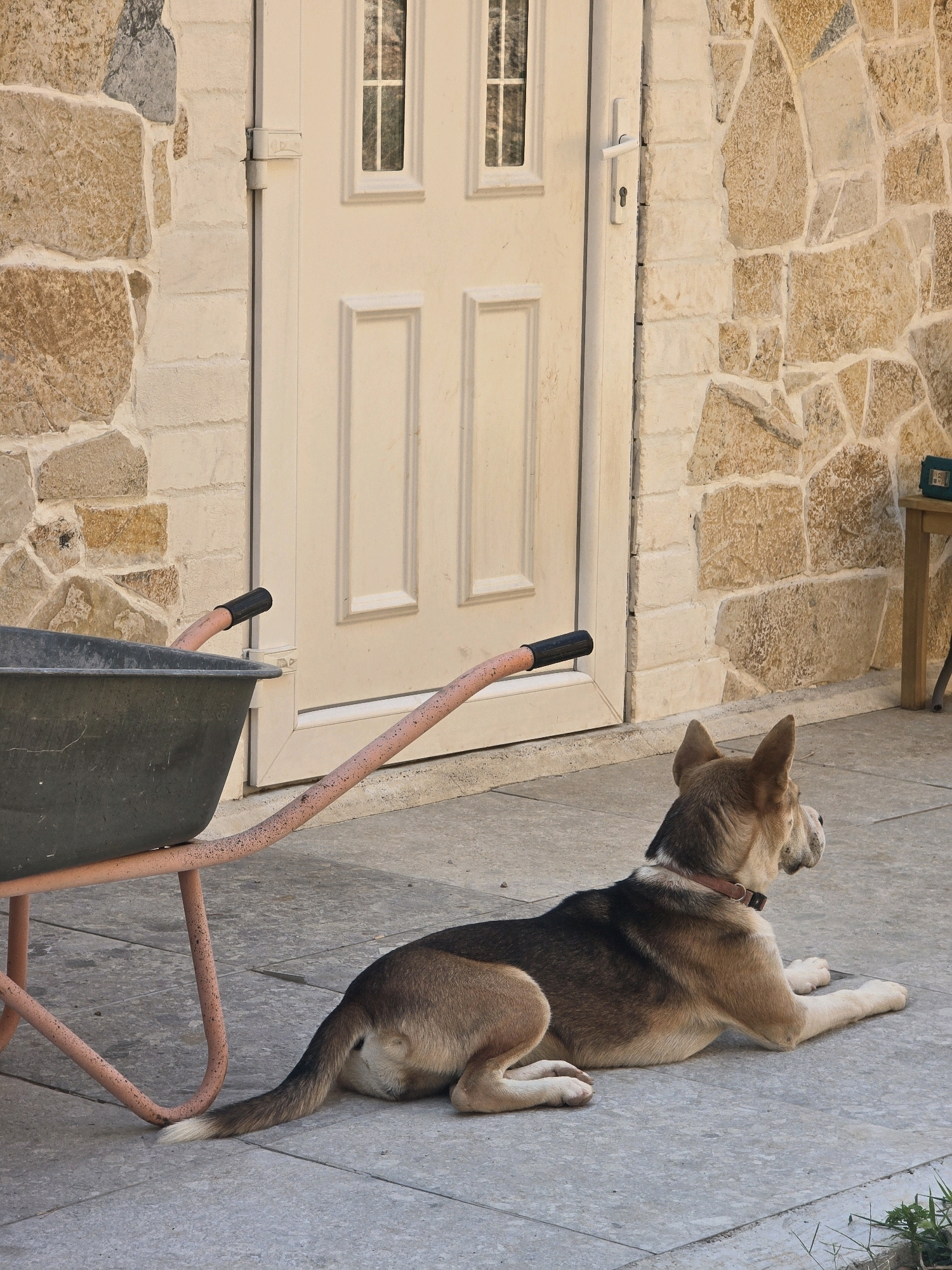 A medium-sized dog with brown, black, and white fur lies on a paved patio in front of a beige door. The dog is facing to the right, with its body stretched out and its paws tucked beneath it. A wheelbarrow with a dark gray basin and orange handles is positioned to the left of the dog, partially obscuring its body. The wheelbarrow's handles extend towards the foreground. The background features a stone wall with rough-hewn rocks of various earthy tones, mortared together with a light-colored material. The beige door has two rectangular panels on its upper half, each containing a small, square window with a cross-shaped grid. A silver door handle and a lock are visible on the right side of the door. To the far right of the image, a portion of a wooden table is visible, with a small green object on its surface. The scene appears to be outdoors, possibly in a courtyard or backyard, with ample natural light. The location is Podgorica, Montenegro.