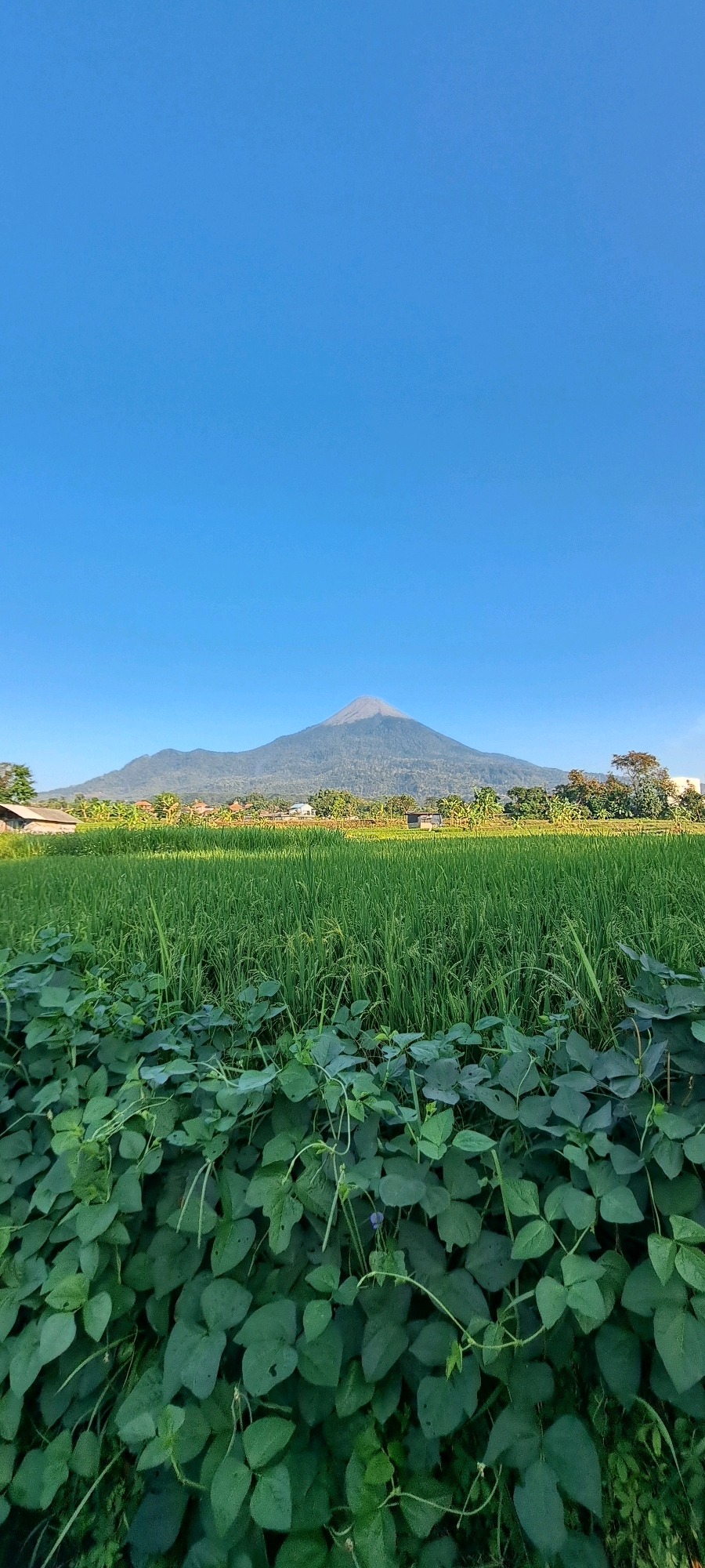 The image is a vertical, eye-level, outdoor shot of a lush green landscape dominated by a large, dormant volcano in the background. The sky is a clear, bright blue, taking up approximately the top third of the frame. Below the sky, the volcano's peak is visible, with a lighter grey cap and shadowed slopes. The midground features a densely planted rice paddy, appearing vibrant green and slightly rippled. Scattered throughout the rice paddy are small buildings with red and white roofs, suggesting a village or settlement. To the left of the rice paddy, a brown-roofed structure with lighter colored walls, possibly a house, is partially visible. In the foreground, a dense growth of leafy green plants, possibly a vegetable crop, fills the lower portion of the image. The plants have large, heart-shaped leaves and some thin vines. The overall impression is of a rural, agricultural scene in Sumber Gedang, Indonesia, with Mount Semeru as a prominent natural landmark. There are no people or animals visible in the image. The lighting suggests it is daytime, likely morning or late afternoon, given the clear sky and the shadows cast.