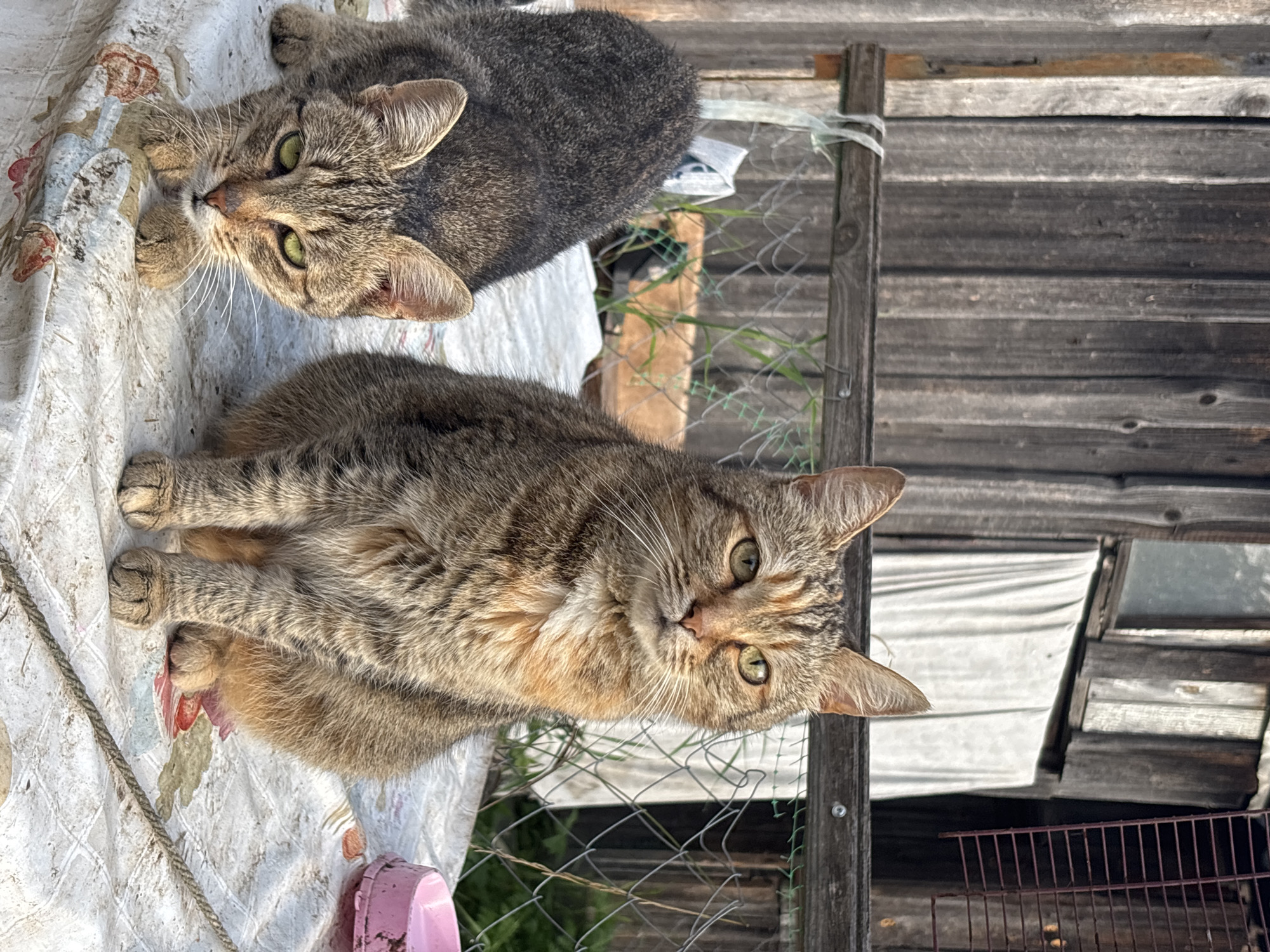 Two tabby cats are on a table covered with a patterned cloth in front of a wooden building. The cat on the right is sitting upright, facing forward with its head turned slightly to the left. It has a striped coat of brown and tan, with a white patch on its chest. Its green eyes are open and it appears to be alert. The cat on the left is crouched low, with its head down and eyes focused on something below the frame. Its fur is darker, with black and gray stripes.
The background consists of a weathered wooden fence and the side of a building with vertical planks. A white sheet or fabric is hanging from a window or opening in the building. A wire fence is visible behind the table, and beyond that, there is green foliage. A pink cat food bowl is on the right side of the table. The scene appears to be outdoors, possibly in a backyard or rural setting. There is no indication of the city of Семибратово, Russia, within the image itself.
