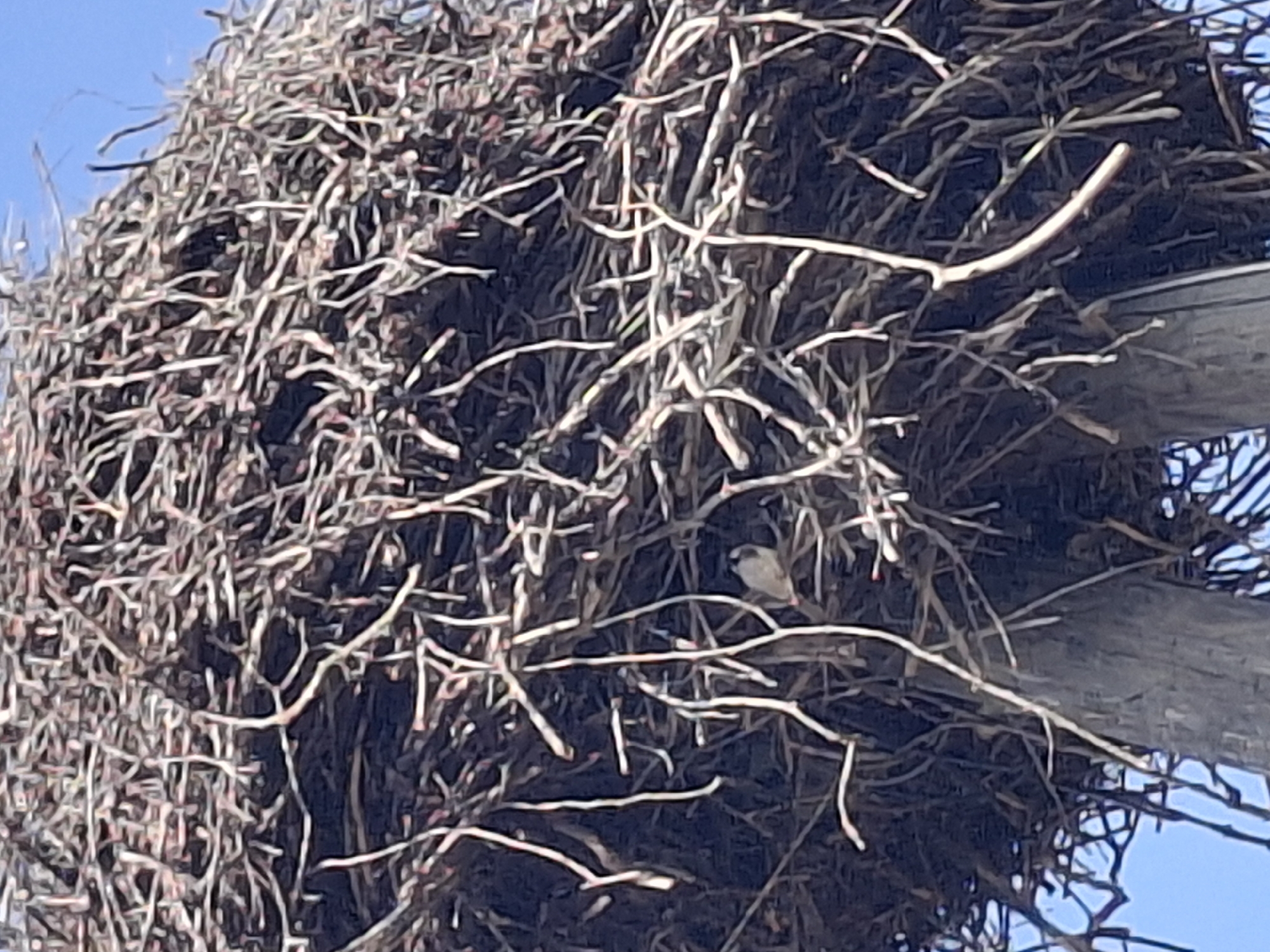 The image shows a close-up view of a large bird's nest constructed from twigs and branches, situated atop what appears to be a wooden post. A small bird, with light and dark plumage, is visible within the nest. The background consists of a clear blue sky. The scene is likely in Lēdmane, Latvia, given the prompt.