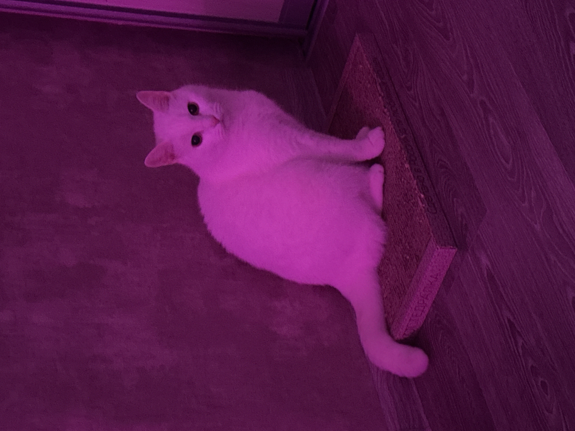 A white cat lies on a gray textured surface in a room with a purple light. The cat is positioned diagonally, with its head facing the upper left and its tail pointing towards the lower center of the frame. The room contains a gray floor and a wooden floor with a visible wood grain pattern. A door or panel is visible in the upper left corner. The image appears to have been taken in a residential setting, possibly in the city of Chaikovsky, Russia.