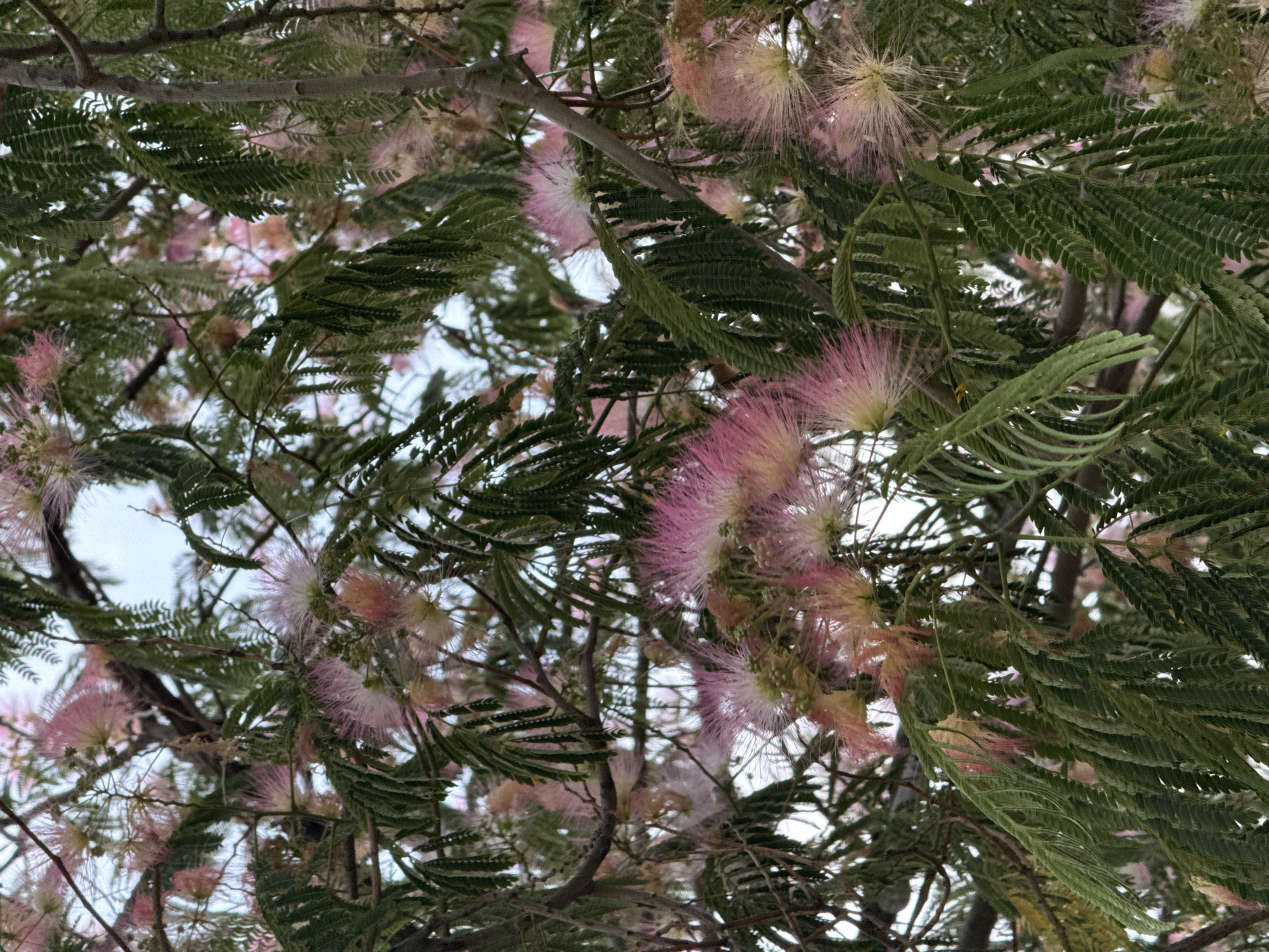 The image shows a close-up view of a Mimosa tree in bloom, with its characteristic fluffy pink and white flowers and feathery green leaves filling the frame. The background is a soft, out-of-focus sky. The branches of the tree are visible, with a rough texture suggesting mature bark. There are no people or animals present in the image. This scene is consistent with the natural beauty found in parks and gardens within the city of Pleven, Bulgaria, where Mimosa trees are known to thrive, particularly during the spring and summer months.