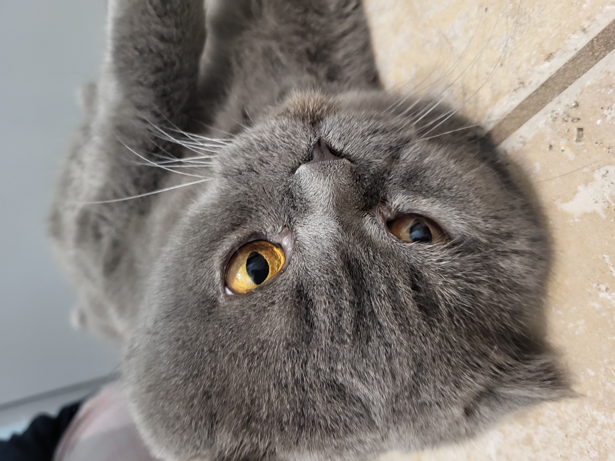 The image is a close-up, upside-down shot of a gray cat. The cat has short fur and striking yellow eyes. White whiskers extend from the cat's face. The background appears to be a light-colored, textured surface, possibly tile or a similar material. Part of a dark-colored garment or object is visible at the bottom left edge of the frame. The location and city are unknown.