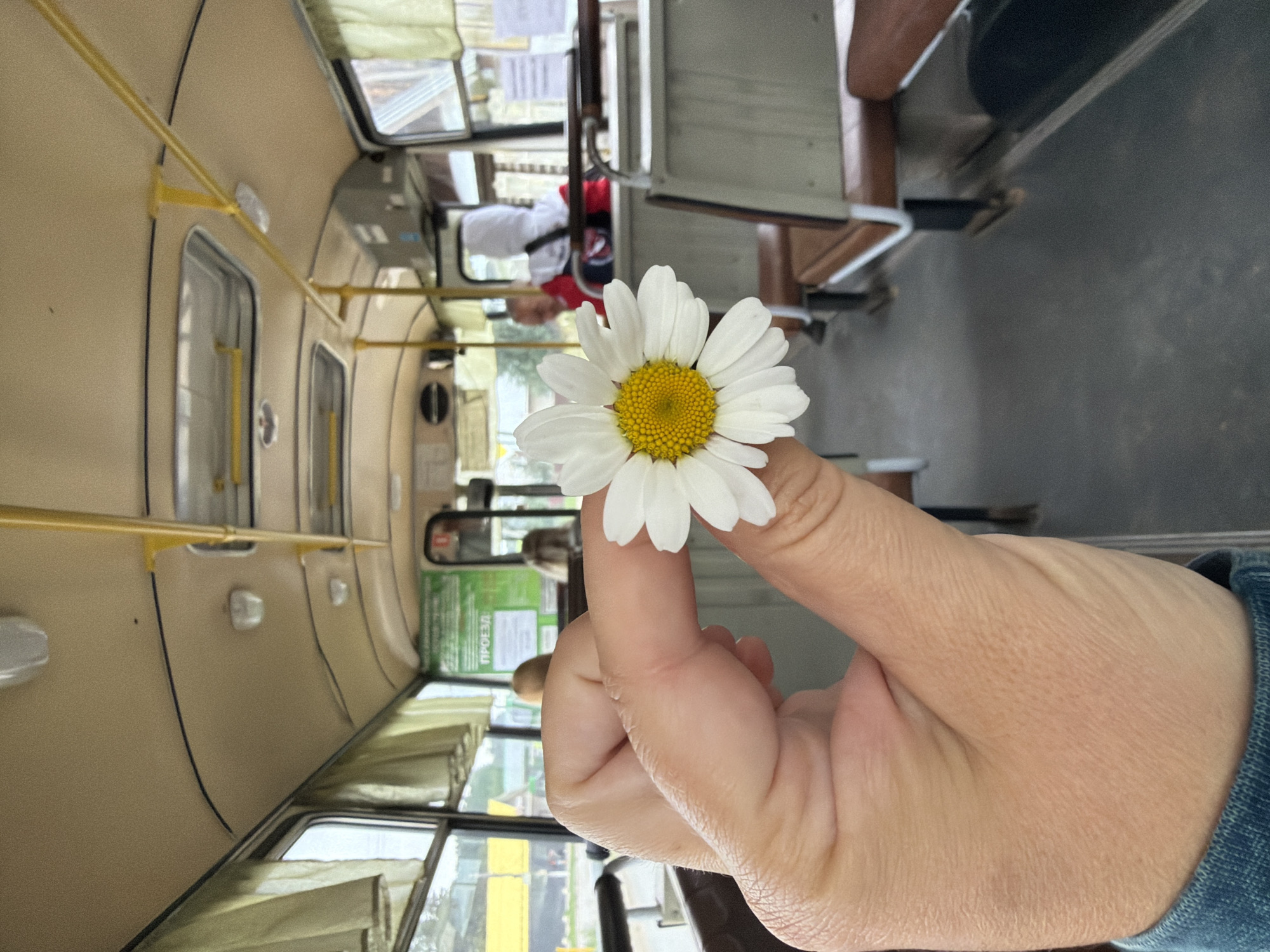 A close-up of a hand holding a white daisy with a yellow center is in the foreground, obscuring a portion of the image. The daisy is positioned to the right of the hand. The background reveals the interior of a public bus. The bus has beige ceiling panels, yellow handrails, and rows of brown and grey seats. Light fixtures and vents are visible on the ceiling. Through the windows on the left side of the bus, a blurry yellow structure and green foliage are visible, suggesting an outdoor environment. On the right side of the bus, a person wearing a white hooded garment over a red jacket is seated. The floor of the bus is dark grey with a white line running down the aisle. A green poster with Cyrillic text that appears to read "ПРОЕЗД" (meaning "fare" or "travel") is mounted on the back wall of the bus. The overall impression is that the photograph was taken from within a bus, likely in Chaikovsky, Russia, given the visible Cyrillic text.