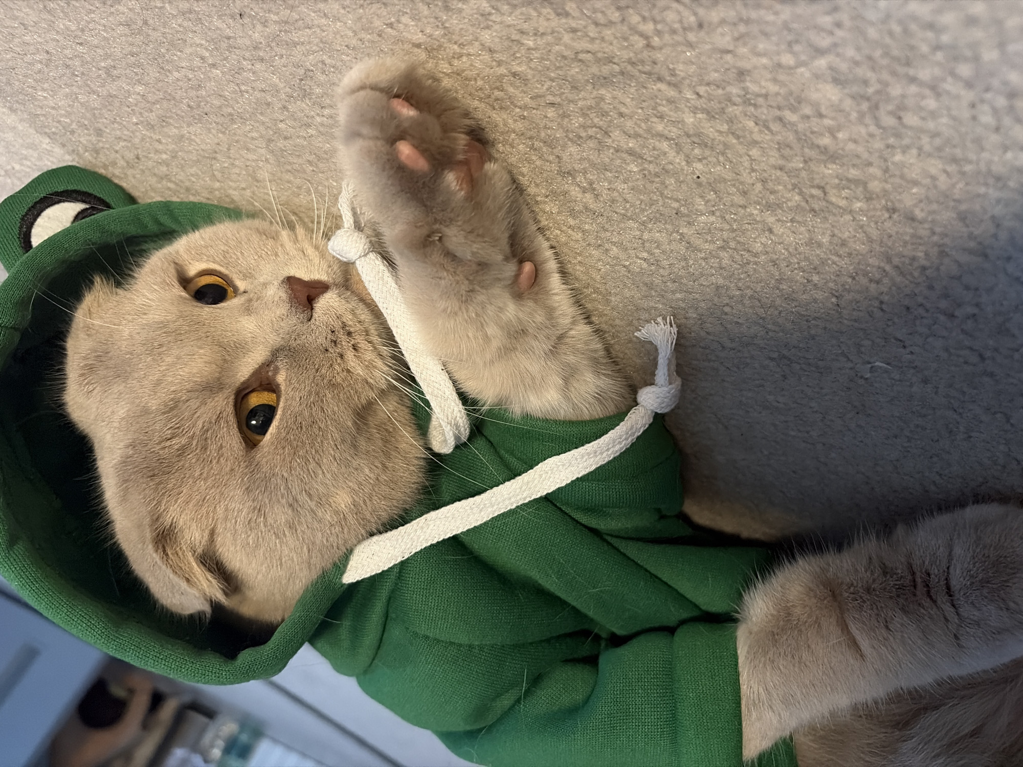 A tan Scottish Fold cat wearing a green frog hoodie lies on a gray carpet. The cat's right paw is raised, displaying pink paw pads. The hoodie has a white drawstring. The location is unspecified but claimed to be Chaikovsky, Russia.