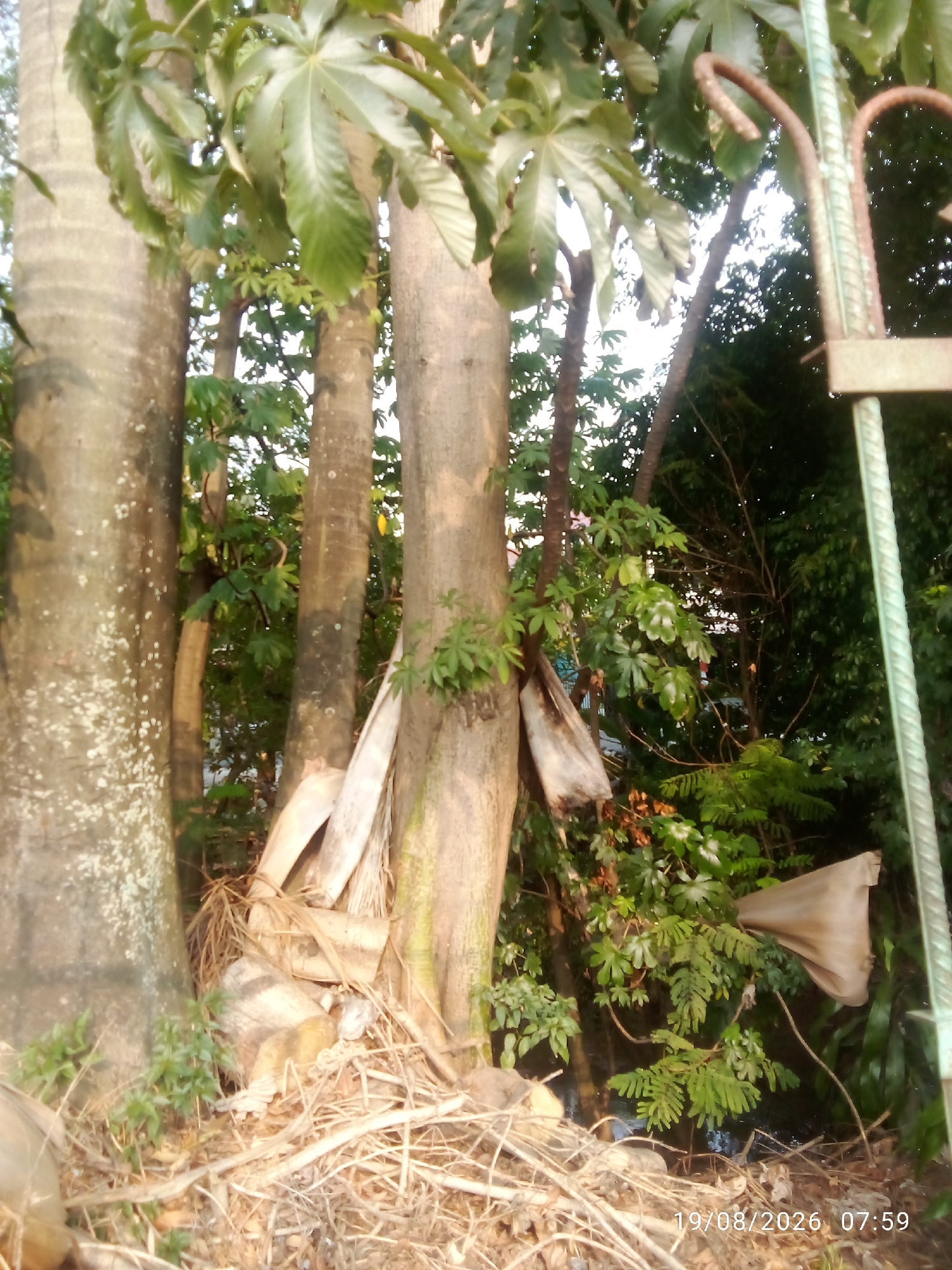 The image shows a close-up view of tree trunks and foliage, with a metal gate structure visible on the right side. The ground is covered in dry leaves and twigs. The date and time stamp on the image reads "19/08/2026 07:59". The scene appears to be outdoors, possibly in a park or a residential area. Based on the available information, the image location is identified as East Jakarta, Indonesia. No people or specific actions are depicted.