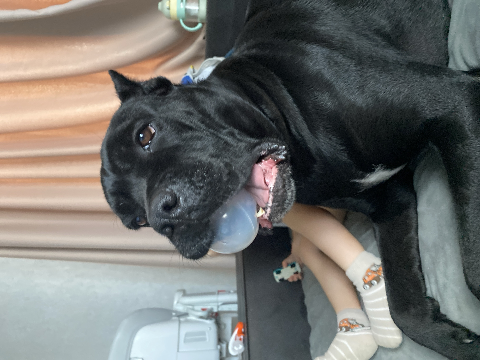 A black dog with a white patch on its chest is lying down, with its head tilted upwards and its mouth open, catching a bubble. A child's legs, wearing socks with orange trucks on them, are visible near the dog. The dog's expression appears playful. The background consists of a beige curtain and a grey surface, suggesting an indoor setting. The lighting is soft, indicating it might be daytime. There are no visible text elements in the image.