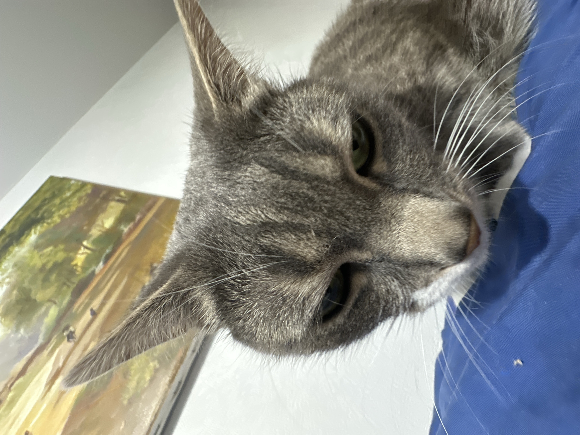An upward-angled, close-up photograph captures a grey tabby cat with green eyes and prominent white whiskers, presenting a slightly displeased or sleepy expression with its eyelids partially lowered. The cat's fur displays darker grey stripes and a white chin/chest area, with a small blue object, possibly a collar, visible under its chin. The animal is positioned on a royal blue fabric surface, where a small, light-colored speck is visible in the lower left foreground. In the upper left background, a framed painting with a landscape motif featuring green and yellow-brown foliage and indistinct dark figures is mounted on a plain white wall. The upper right background consists solely of a white wall transitioning into a white ceiling. The scene is illuminated by ambient indoor light. The precise location is Unknown, Unknown.