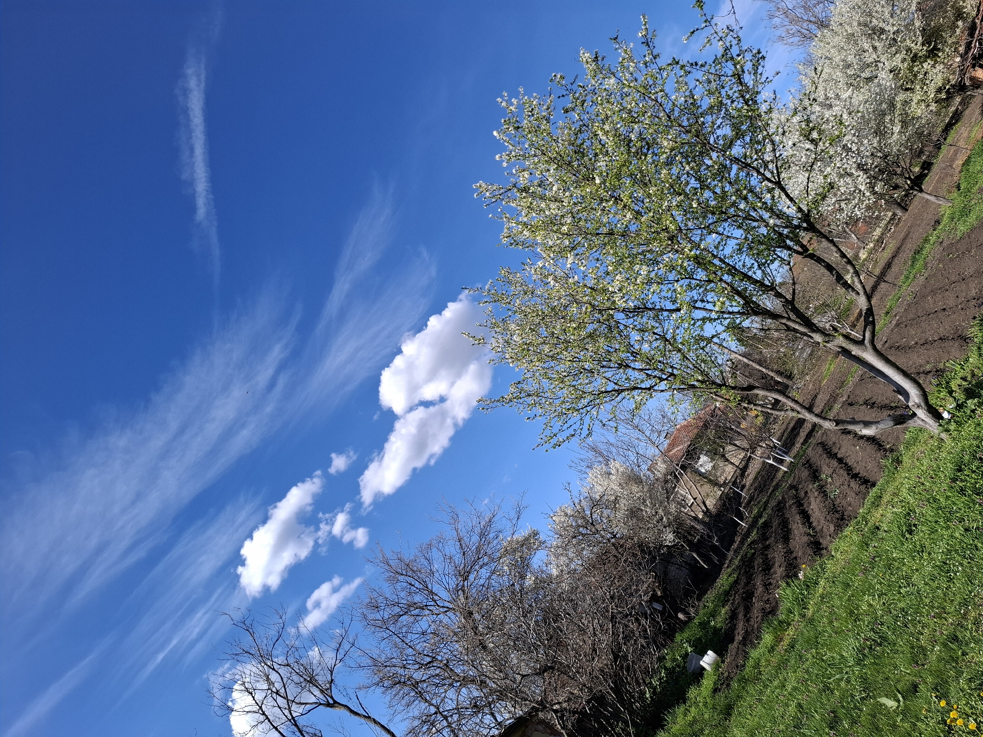 The image captures a rural scene in Gramada, Bulgaria, showcasing a vibrant blue sky with wispy cirrus clouds and puffy cumulus formations. The foreground is dominated by lush green grass with scattered yellow dandelions. In the midground, a cultivated garden plot with rows of tilled soil is bordered by blossoming fruit trees, their white flowers signaling springtime. Behind these trees, hints of residential buildings with red tile roofs are visible. Leafless trees are seen at the bottom corner.