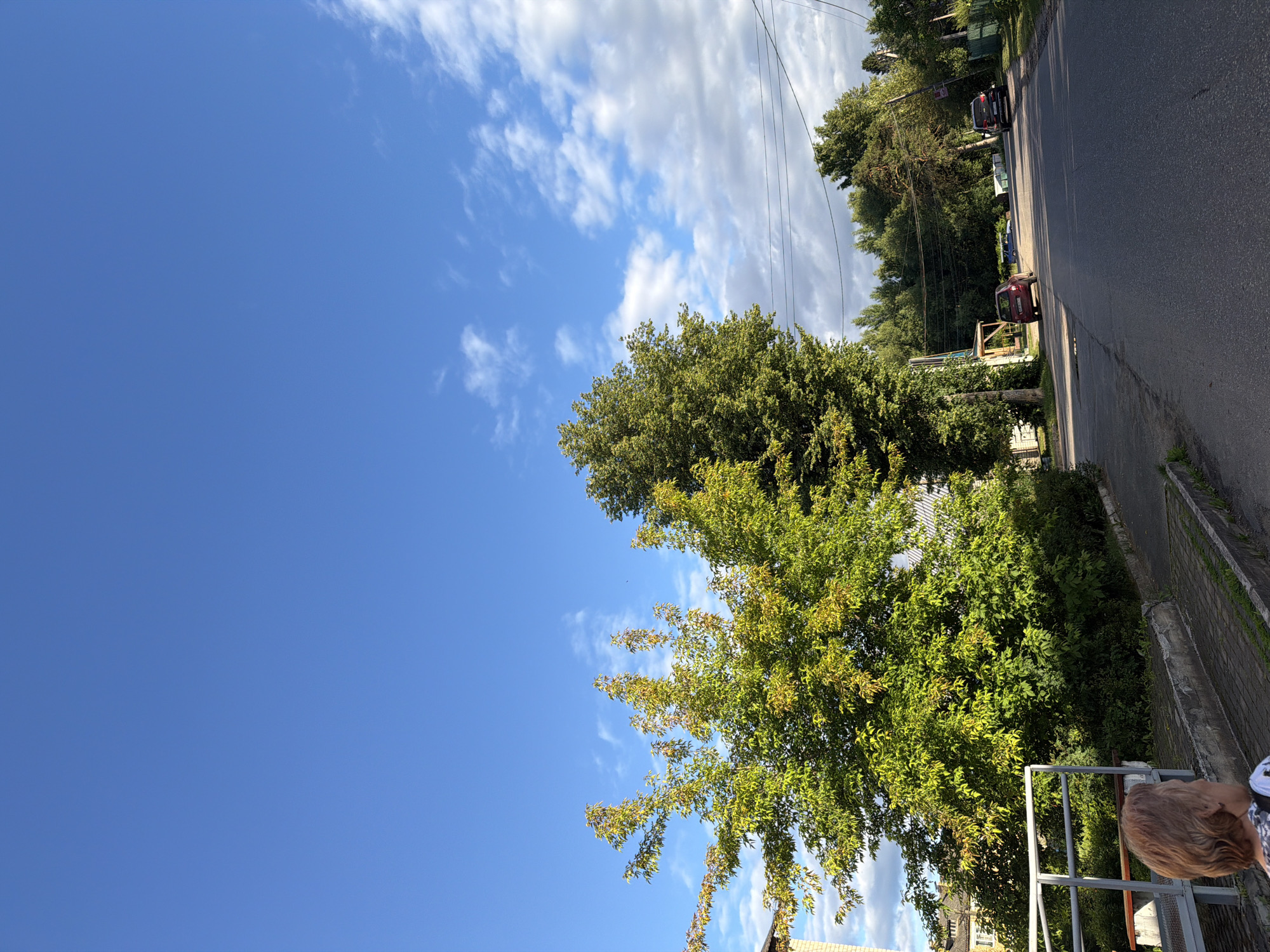 This is a vertical, eye-level, outdoor shot taken on a sunny day with some clouds. The scene is a quiet, tree-lined street with houses and parked cars. The foreground is dominated by lush green trees, some with yellowing leaves, suggesting it may be late summer or early autumn. A person with light brown hair is partially visible in the bottom right corner, looking down.
The middle ground shows a paved road running alongside a sidewalk or path made of concrete and brick. Several cars are parked along the street, including a dark SUV and a red hatchback. Houses with visible roofs and some trees can be seen behind the cars, lining the street. Telephone wires stretch across the upper portion of the image, bisecting the sky.
The sky is a vibrant blue with scattered white clouds. The sunlight casts shadows on the road and illuminates the foliage, creating a warm and pleasant atmosphere. The overall impression is one of a peaceful, residential setting in a rural or suburban area, possibly in Moshenskoe, Russia. There is no visible text in the image.